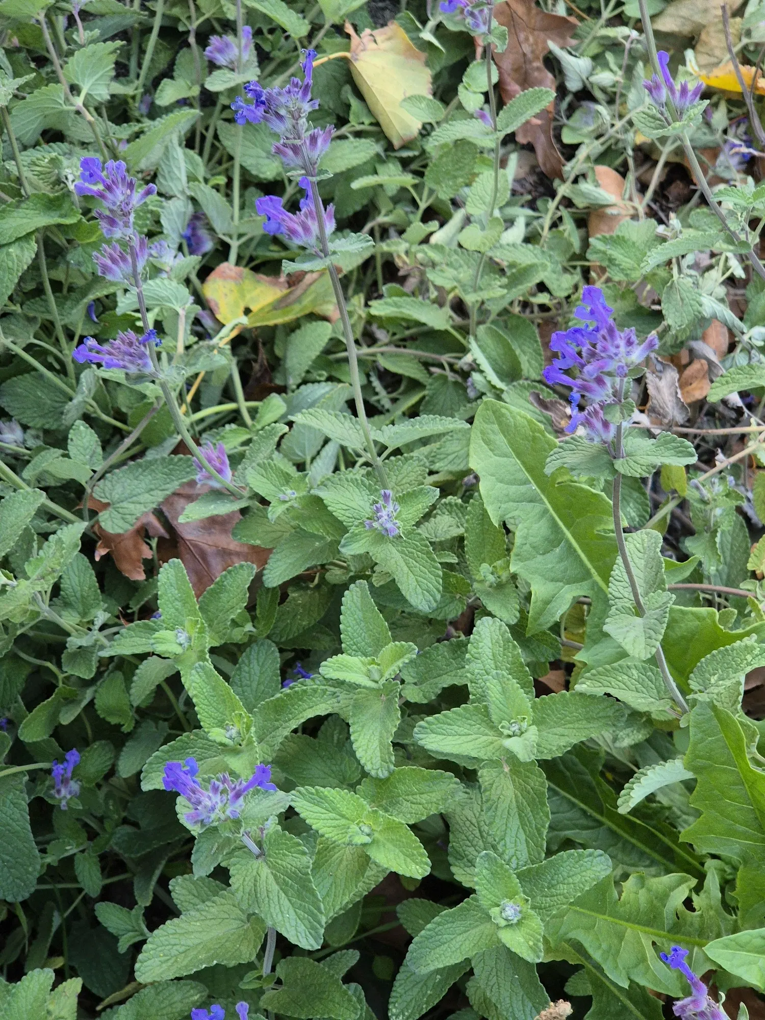 Catmint (Nepeta Racemosa 'Little Titch') — From late spring to early fall