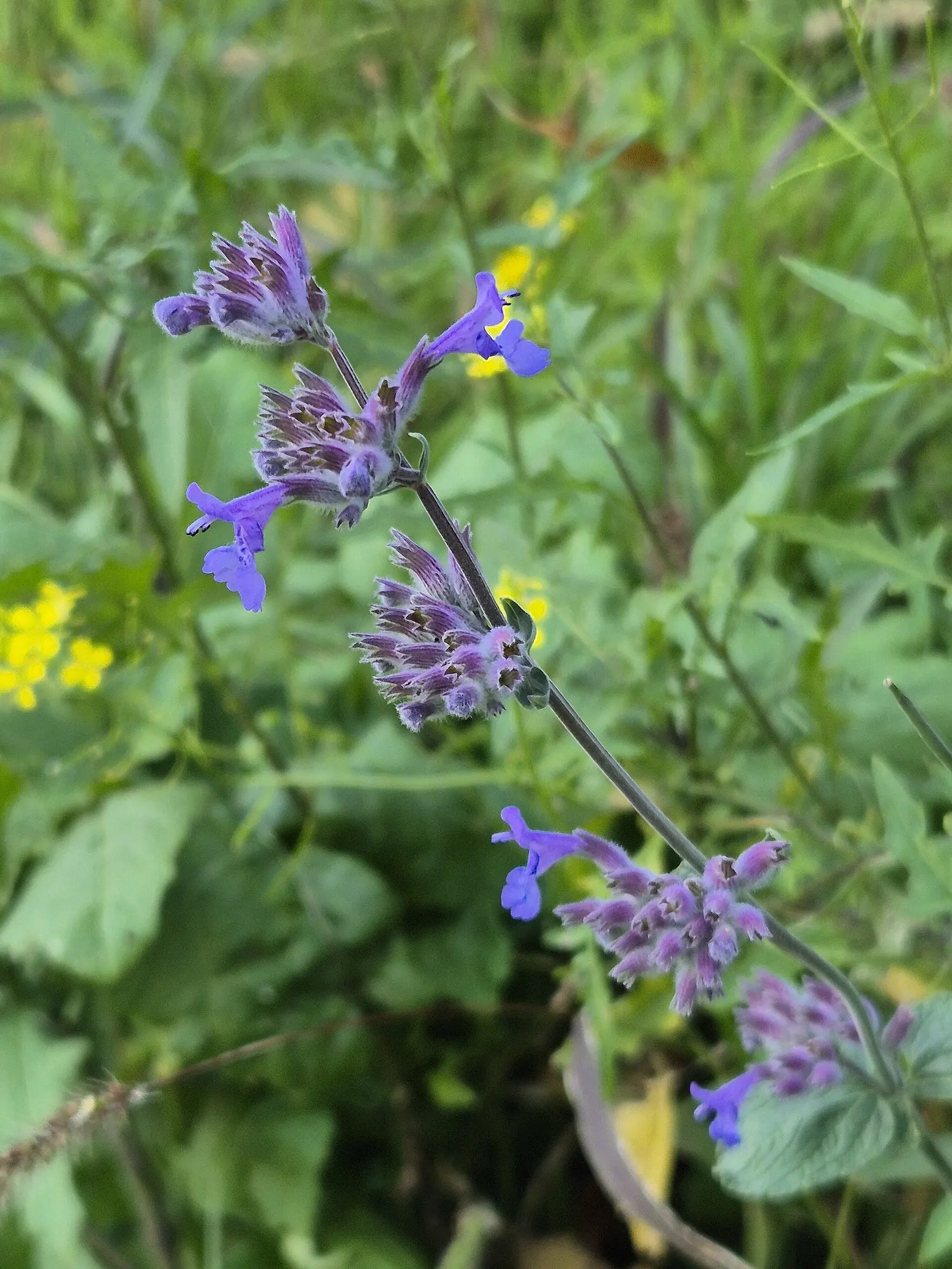 Catmint (Nepeta Racemosa 'Little Titch') — with a similar spread of 10 to 12 inches