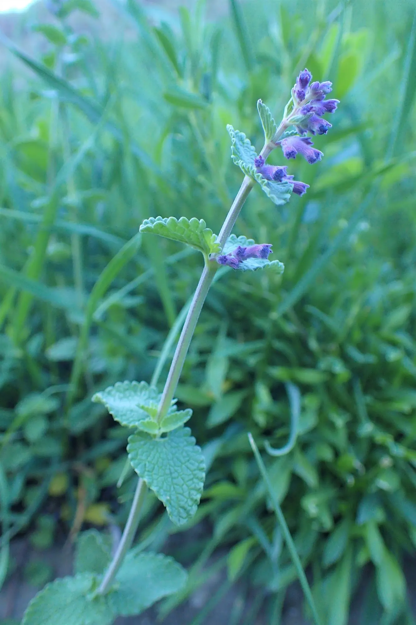 Catmint (Nepeta Racemosa 'Little Titch') — consider mass planting or pairing with gold or chartreuse foliage plants
