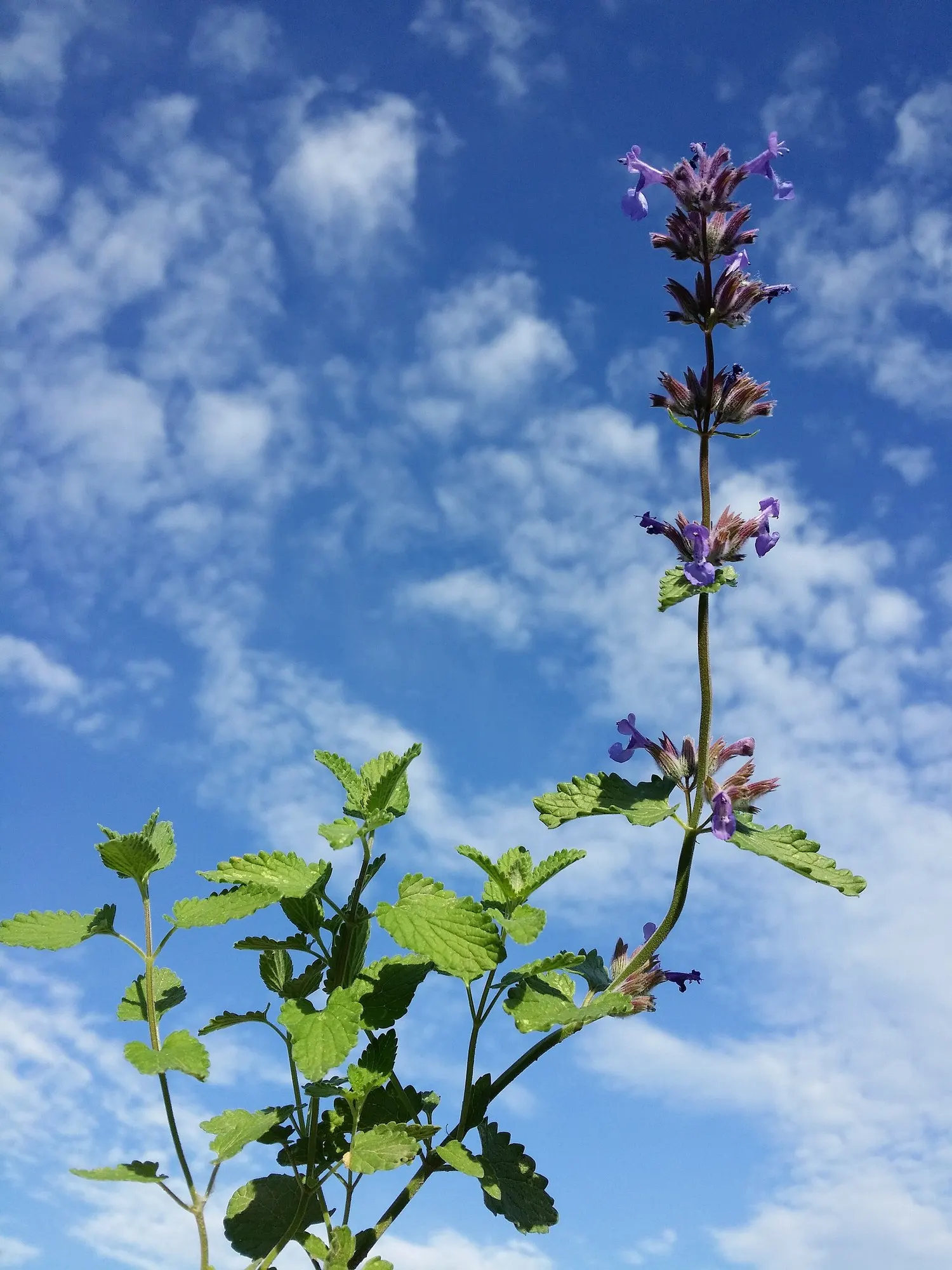 Catmint (Nepeta Racemosa 'Little Titch') — commonly referred to as Little Titch Catmint