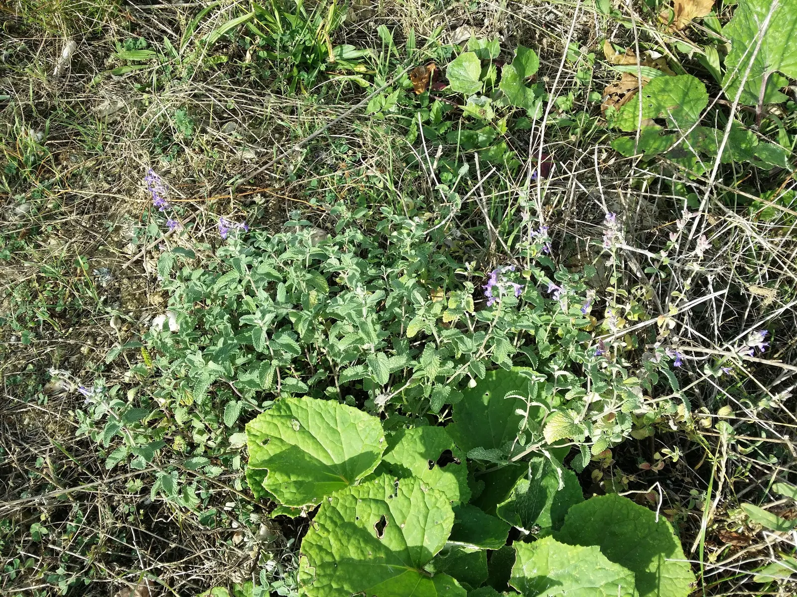 Catmint (Nepeta Racemosa 'Little Titch') — providing a soft-textured backdrop for the profusion of blooms