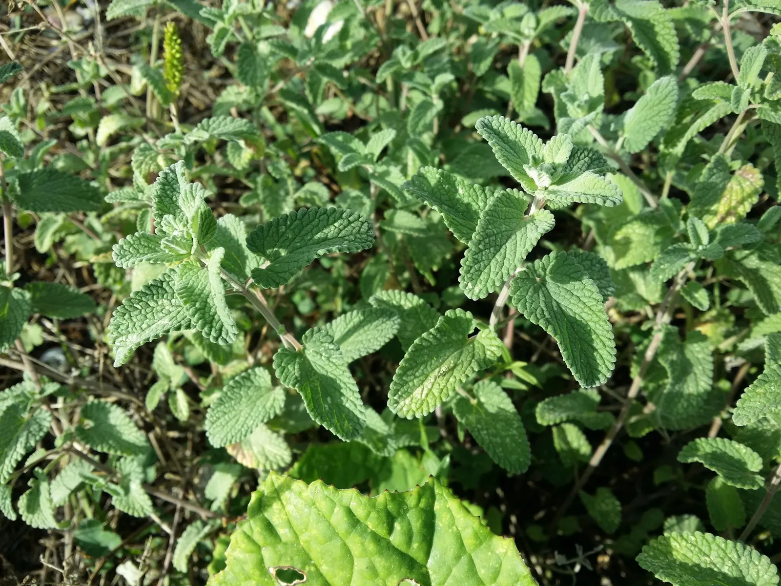 Catmint (Nepeta Racemosa 'Little Titch') — is an enchanting perennial that adds whimsy and charm to any landscape design
