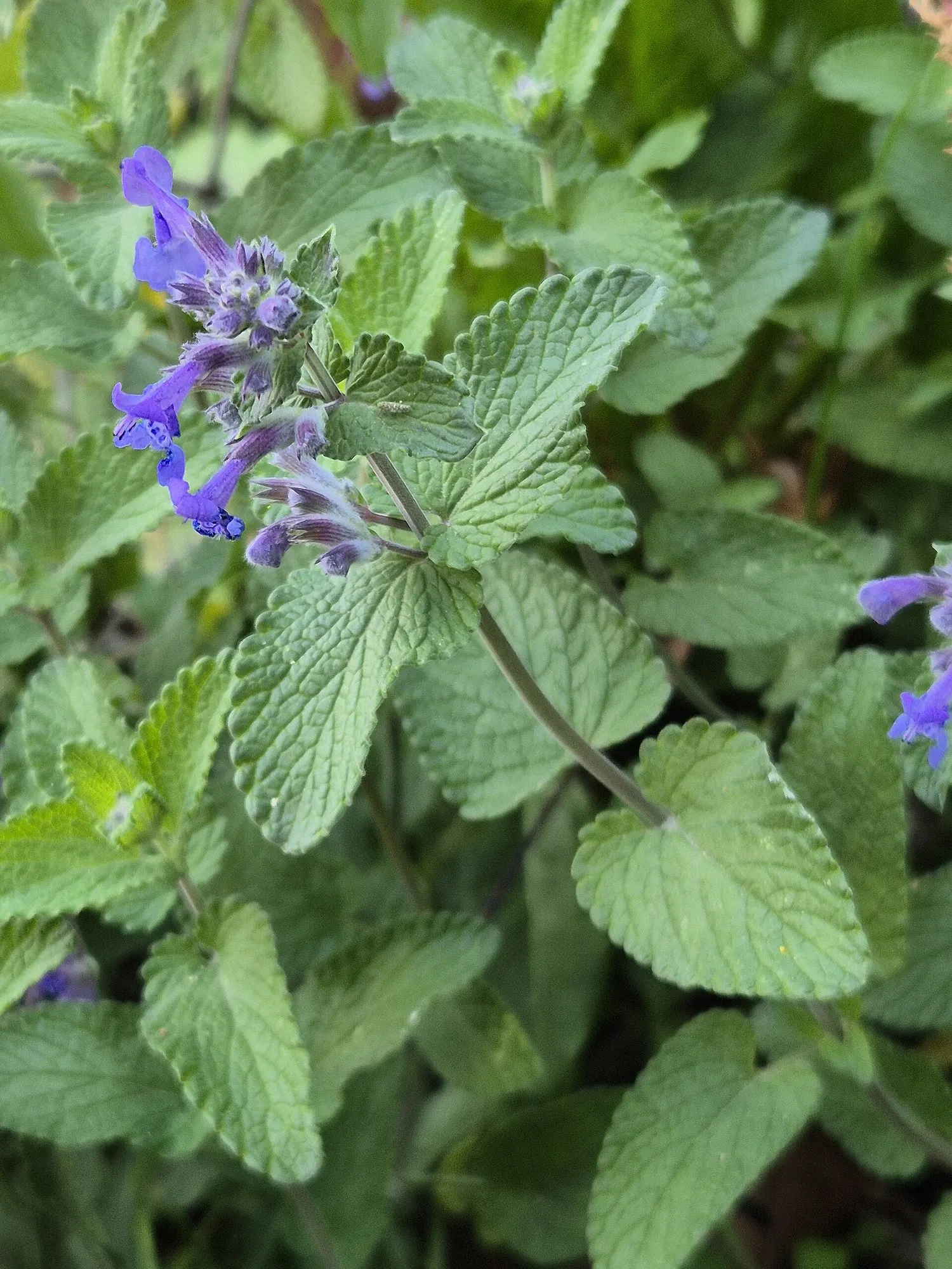 Catmint (Nepeta Racemosa 'Little Titch') — making it an excellent low-maintenance groundcover or border plant