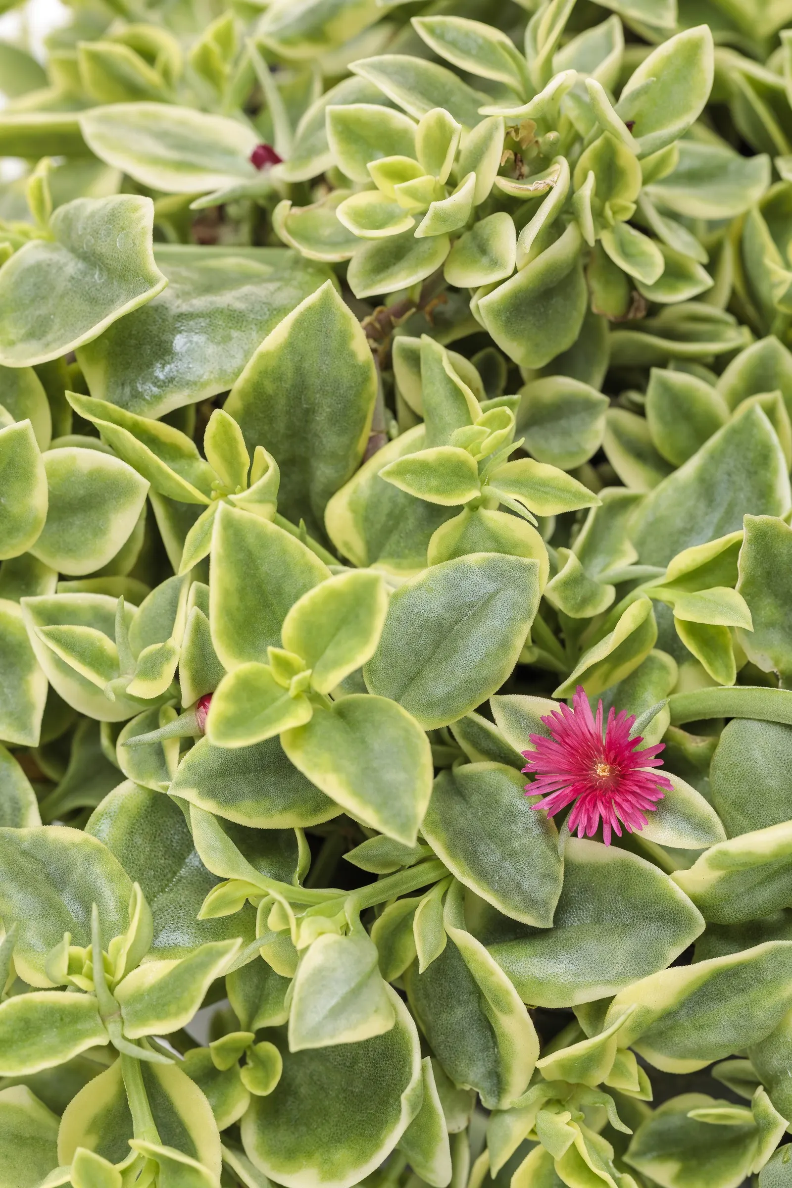 Mezoo™ Trailing Red Livingstone Daisy (Aptenia cordifolia) — which close if the sky darkens.; information and resources, image 53