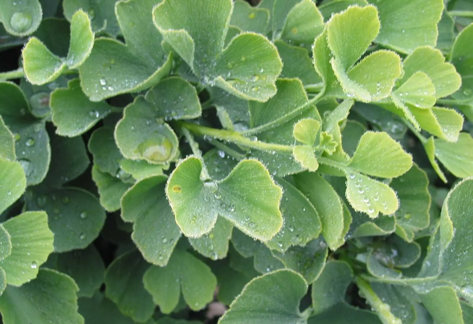 Autumn Gold Ginkgo Tree (Ginkgo biloba 'Jade Butterflies') — The Ginkgo biloba 'Autumn Gold' is a male cultivar, ensuring a mess-free landscape