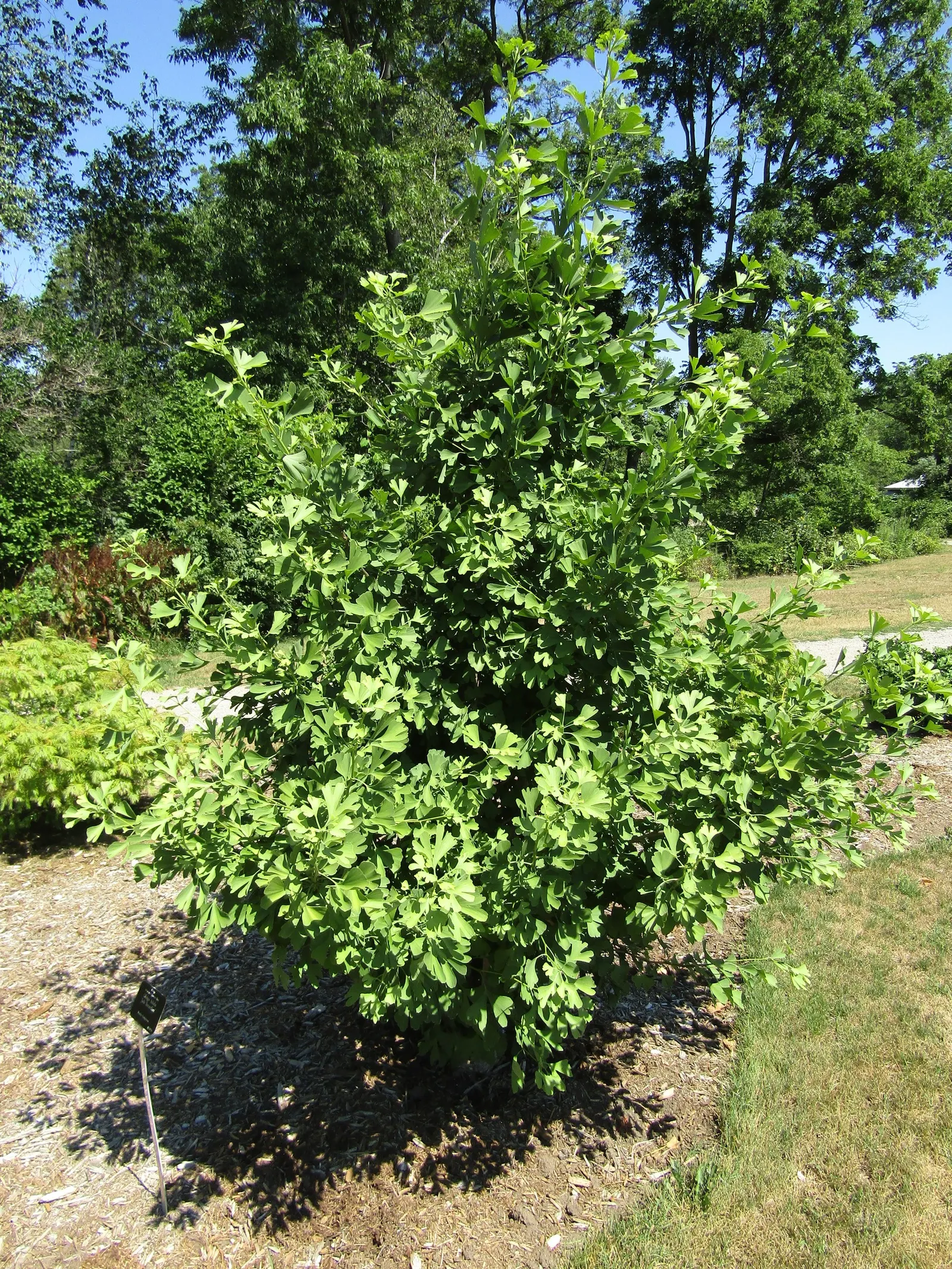 Autumn Gold Ginkgo Tree (Ginkgo biloba 'Jade Butterflies') — Reaching up to 40-50 feet tall with a spread of 25-30 feet, it boasts a uniform, broadly pyramidal