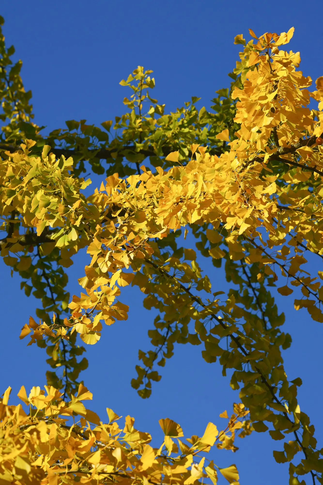 Autumn Gold Ginkgo Tree (Ginkgo biloba 'Jade Butterflies') — scientifically known as Ginkgo biloba 'Autumn Gold'