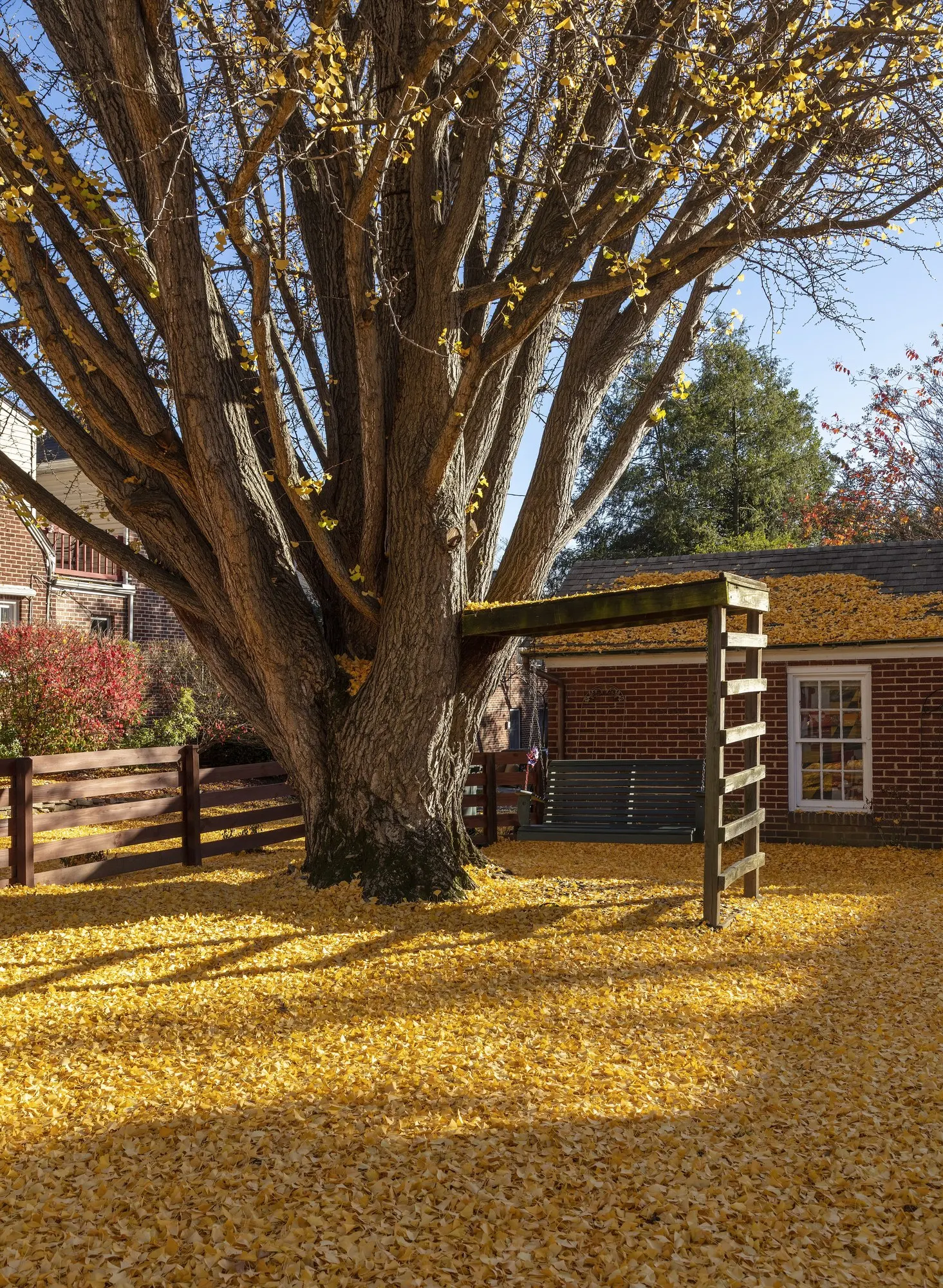 Autumn Gold Ginkgo Tree (Ginkgo biloba 'Jade Butterflies') — Its slow-to-moderate growth and distinctive fan-shaped leaves add year-round interest