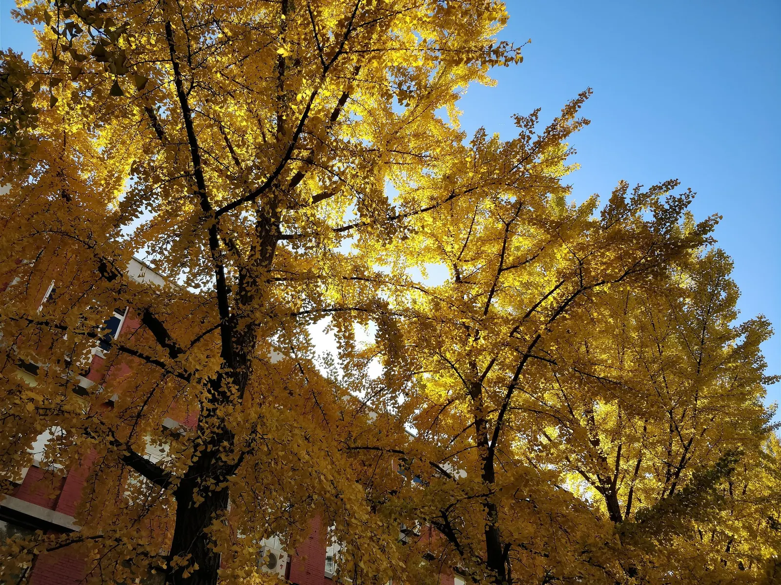 Autumn Gold Ginkgo Tree (Ginkgo biloba 'Jade Butterflies') — making it an excellent choice for city landscapes as well as suburban gardens