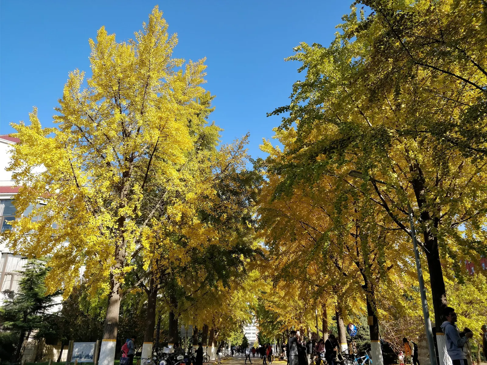 Autumn Gold Ginkgo Tree (Ginkgo biloba 'Jade Butterflies') — this tree prefers full sun to partial shade and requires well-drained soil