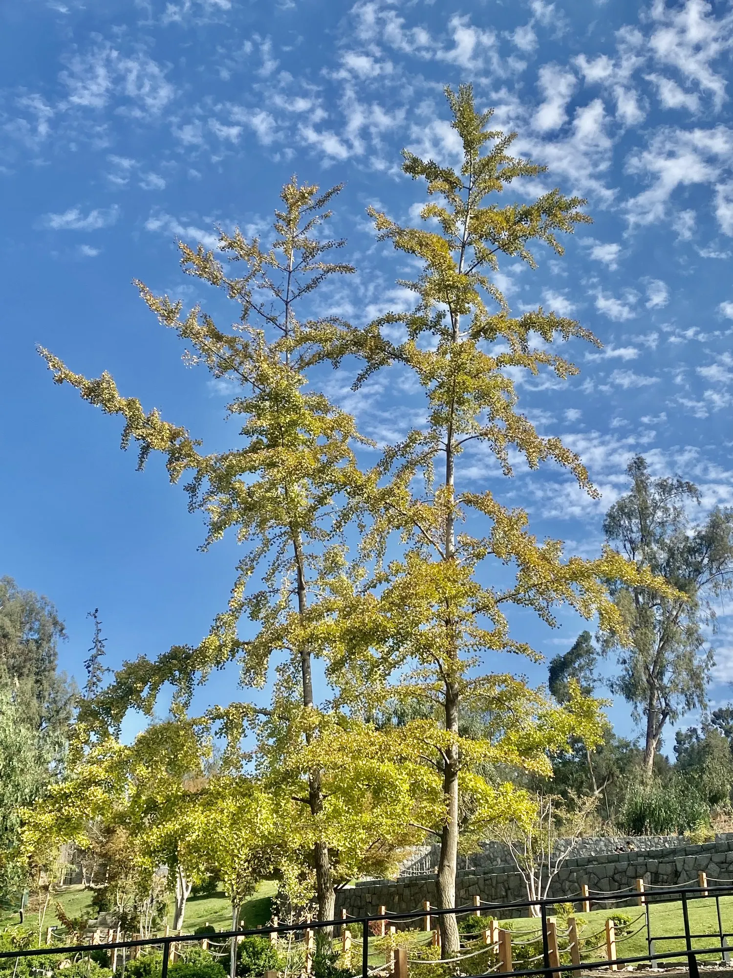 Autumn Gold Ginkgo Tree (Ginkgo biloba 'Jade Butterflies') — and minimal upkeep requirements