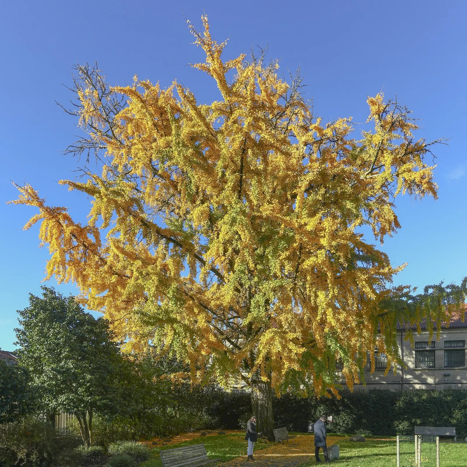 Autumn Gold Ginkgo Tree (Ginkgo biloba 'Jade Butterflies') — These unique leaves are a lush green throughout the growing season