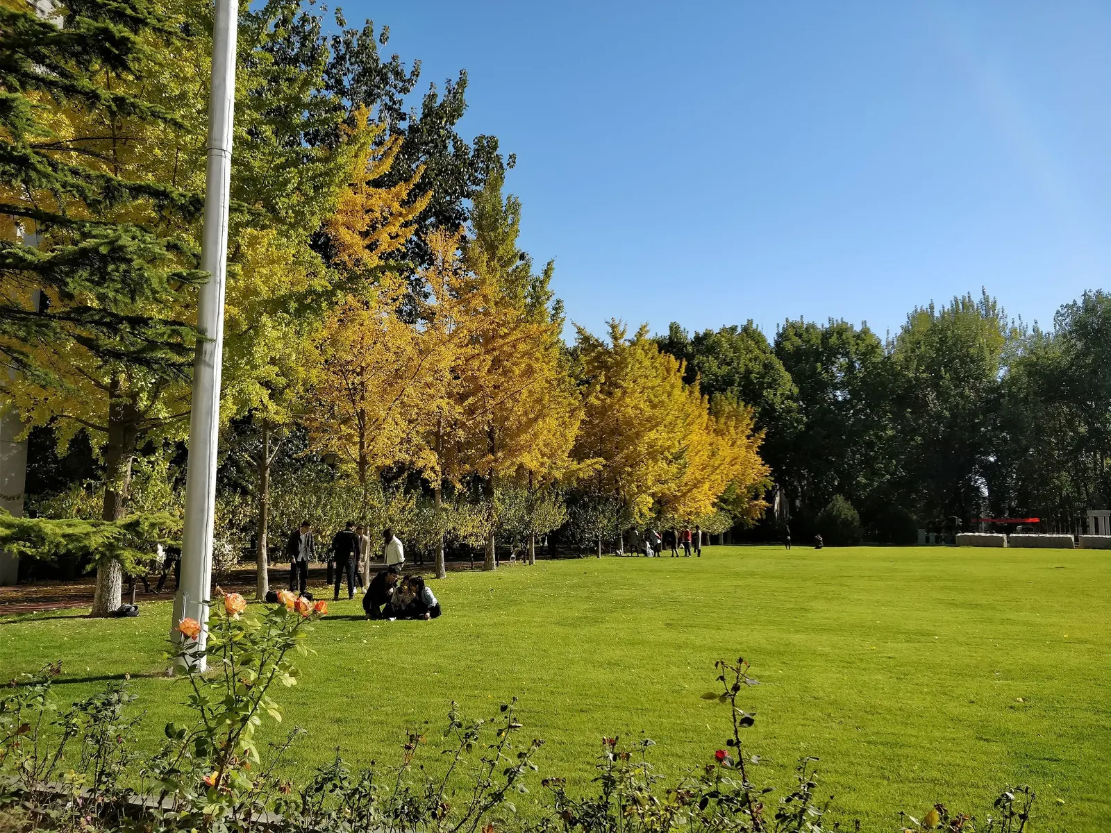 Autumn Gold Ginkgo Tree (Ginkgo biloba 'Jade Butterflies') — making 'Autumn Gold' a particularly clean choice for public spaces and private landscapes alike