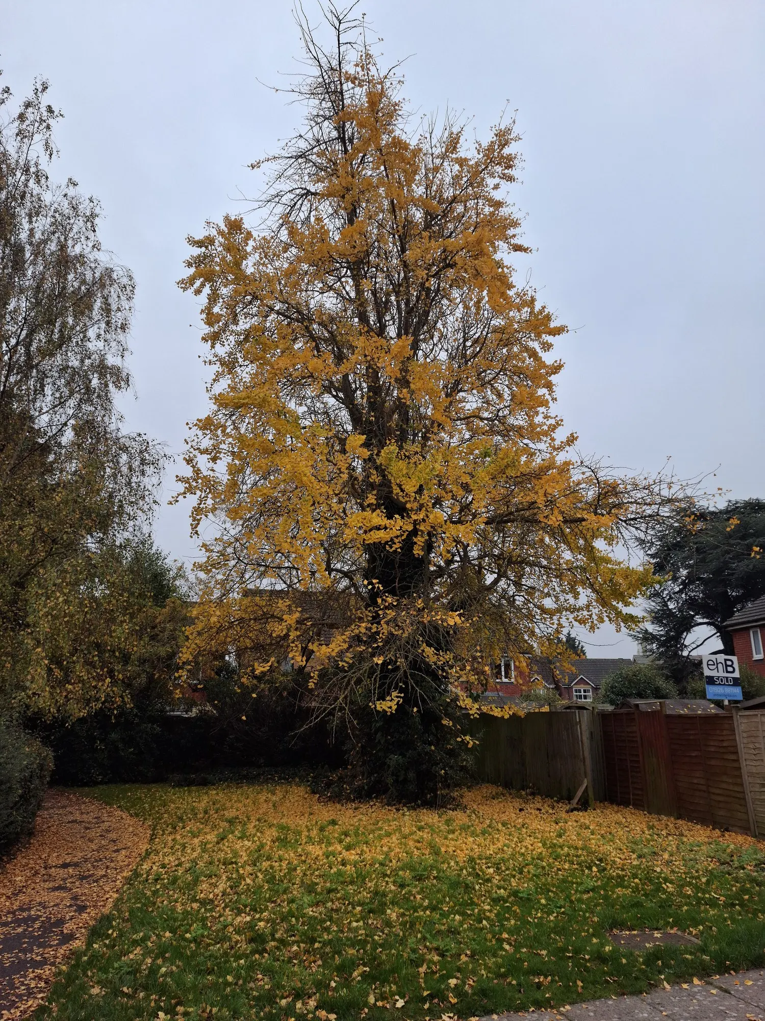 Autumn Gold Ginkgo Tree (Ginkgo biloba 'Jade Butterflies') — This deciduous tree is known for its vibrant golden-yellow foliage in fall