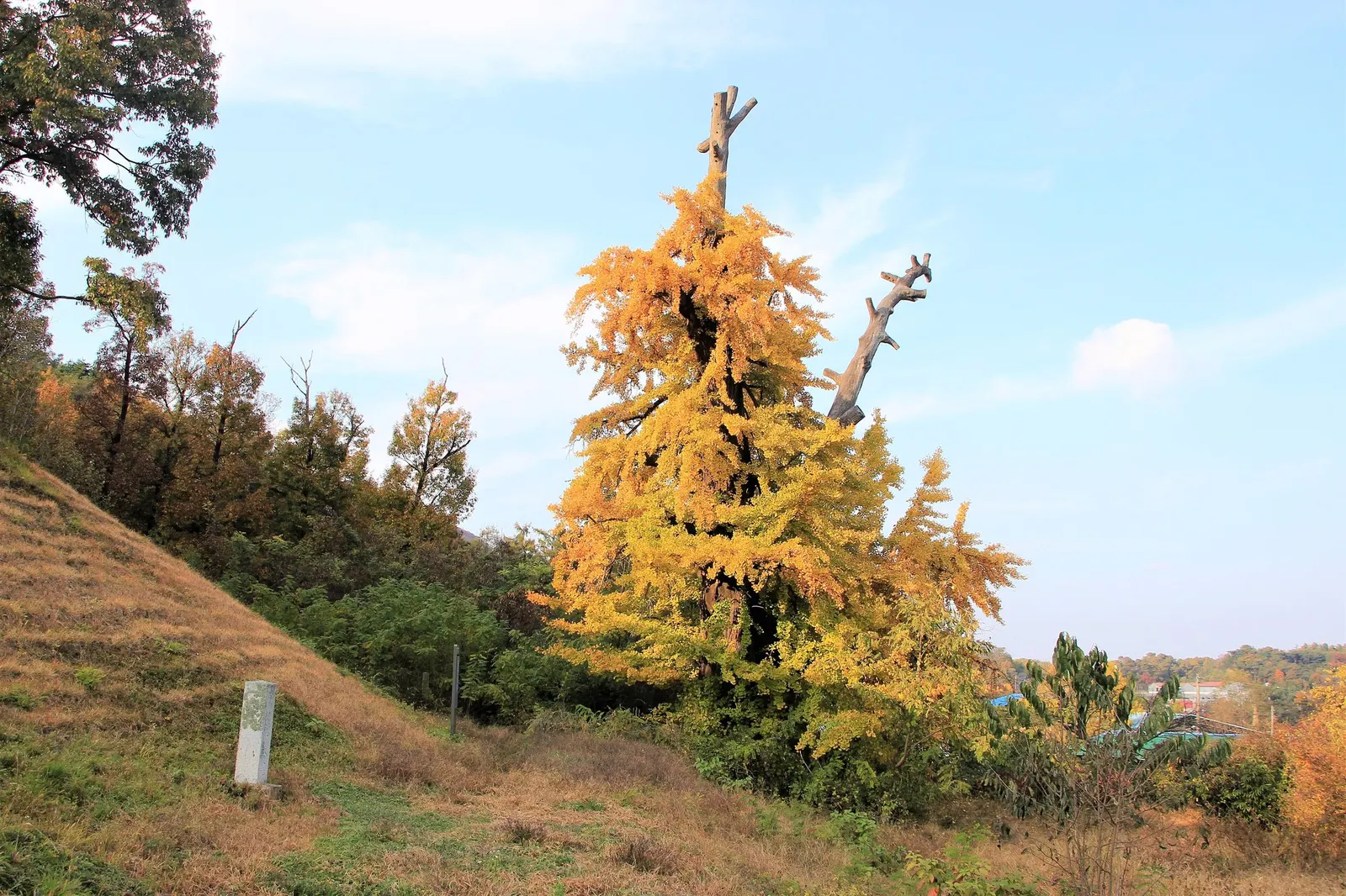 Autumn Gold Ginkgo Tree (Ginkgo biloba 'Jade Butterflies') — before turning a brilliant golden yellow in the fall