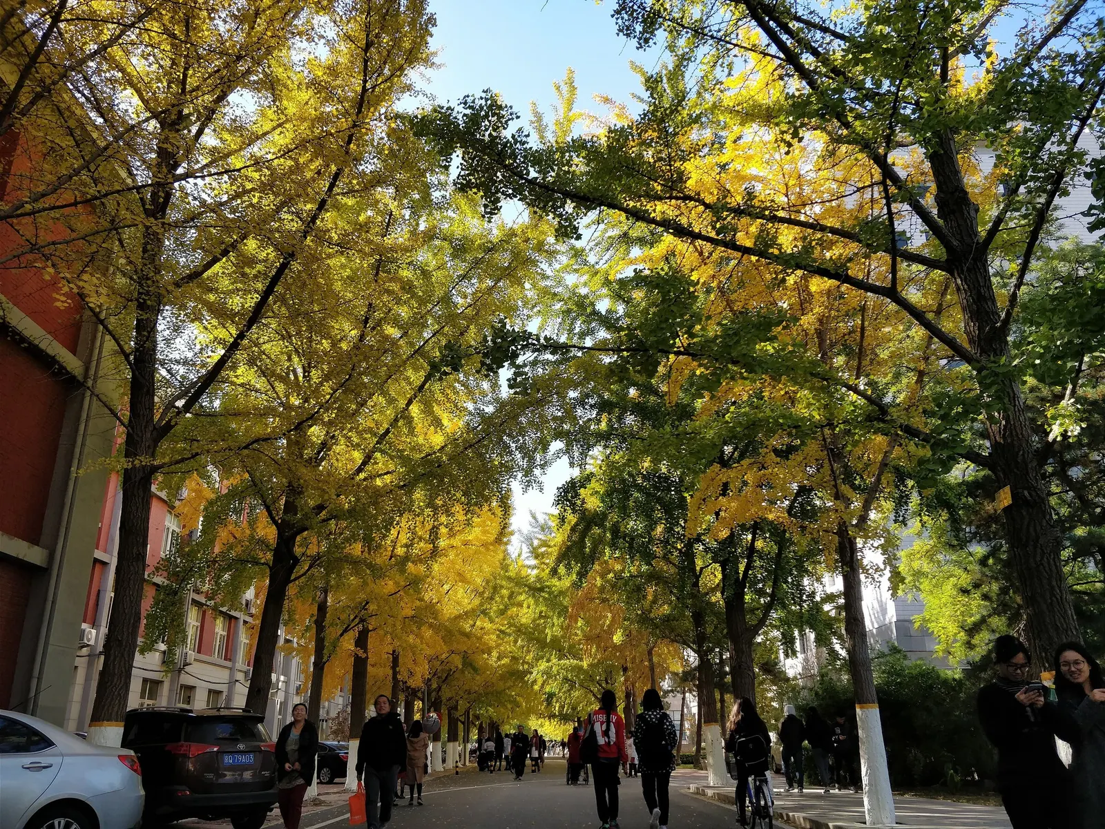 Autumn Gold Ginkgo Tree (Ginkgo biloba 'Jade Butterflies') — It is resistant to air pollution and urban conditions