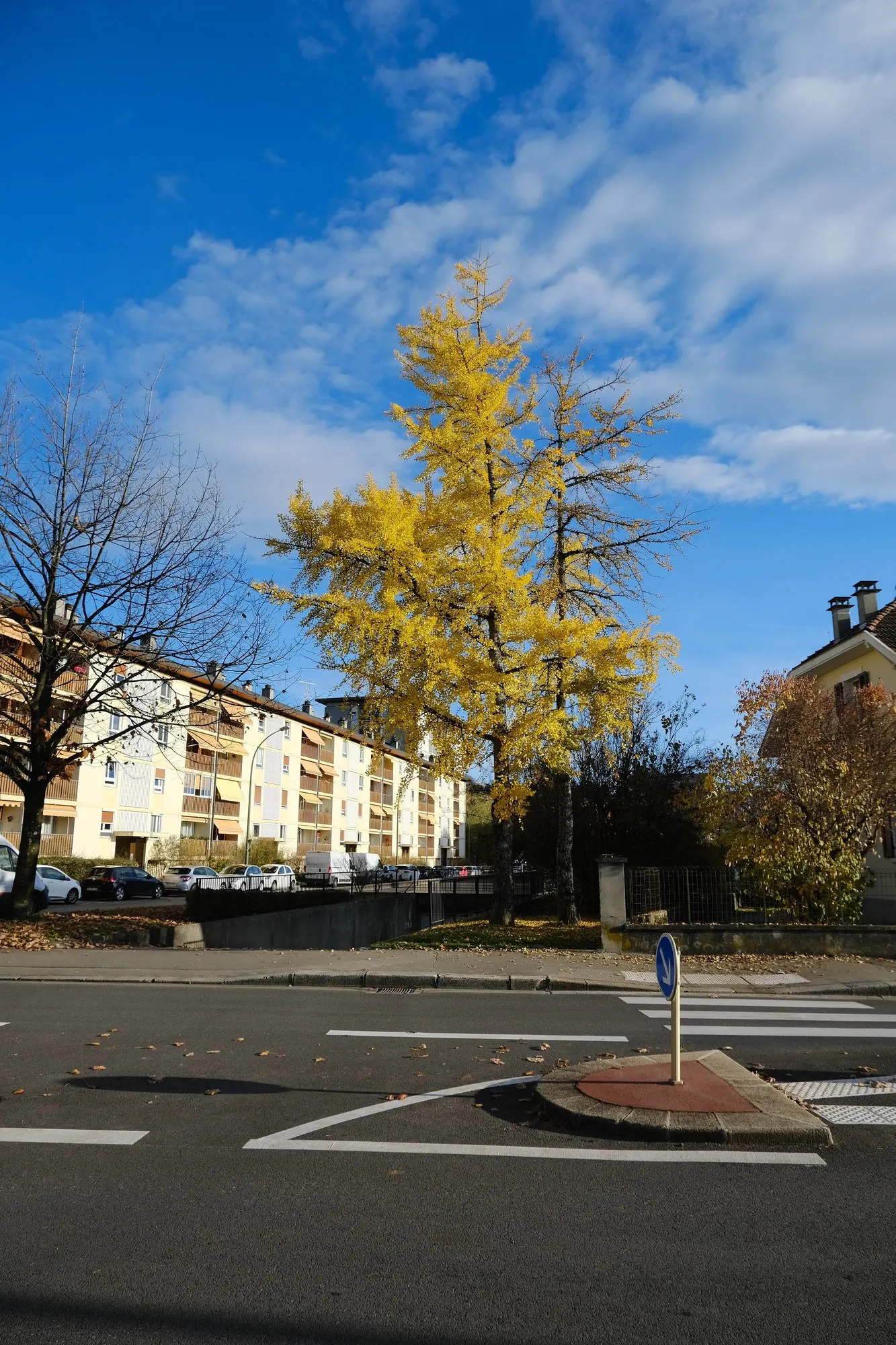 Autumn Gold Ginkgo Tree (Ginkgo biloba 'Jade Butterflies') — Renowned for its hardiness and longevity