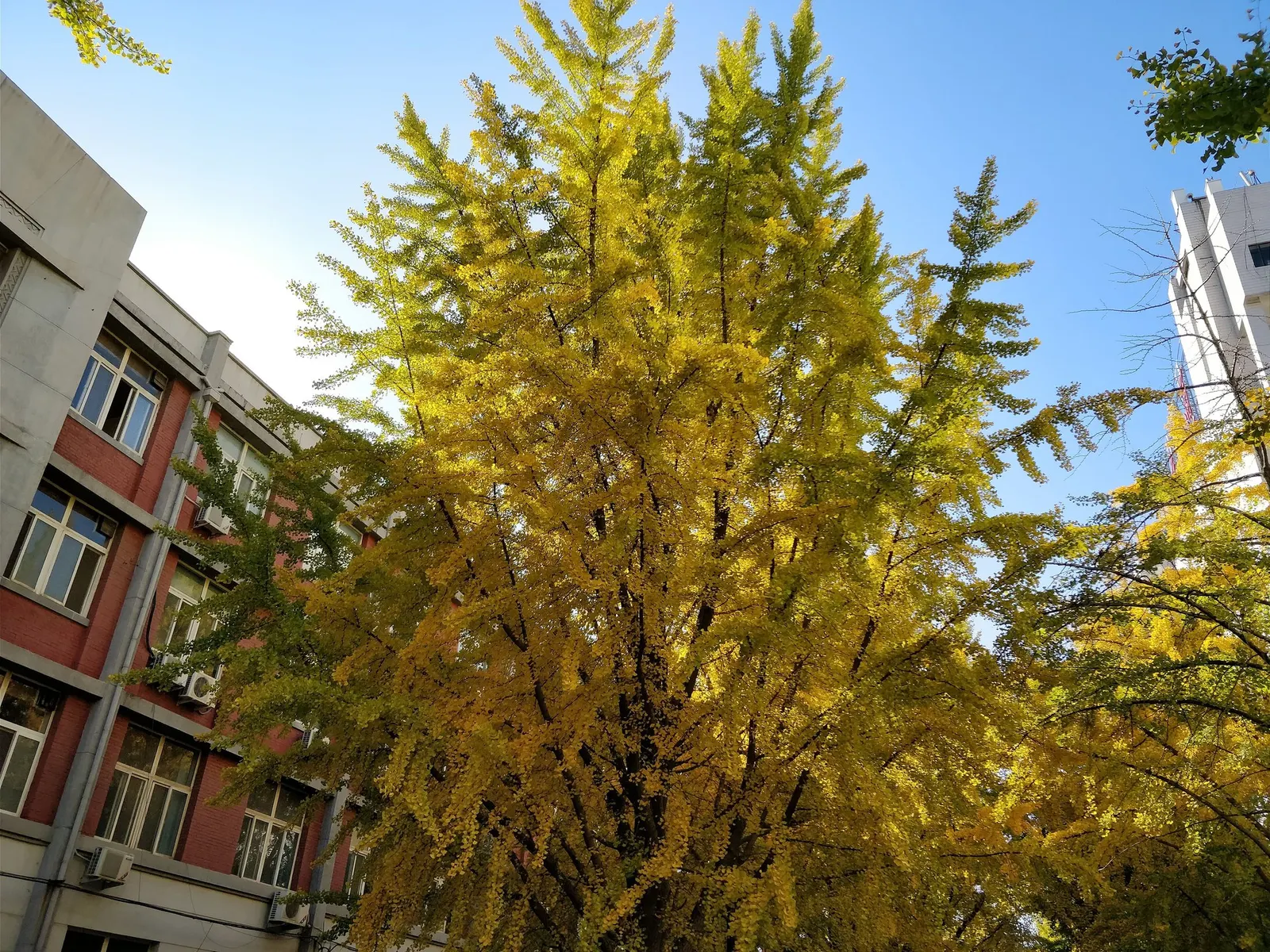 Autumn Gold Ginkgo Tree (Ginkgo biloba 'Jade Butterflies') — The 'Autumn Gold' Ginkgo is also disease and pest-resistant