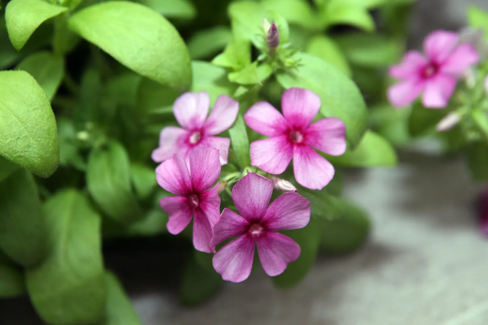 Astoria Phlox (Phlox Astoria 'White') — reaching up to 2 feet in height and spreading 18 inches wide