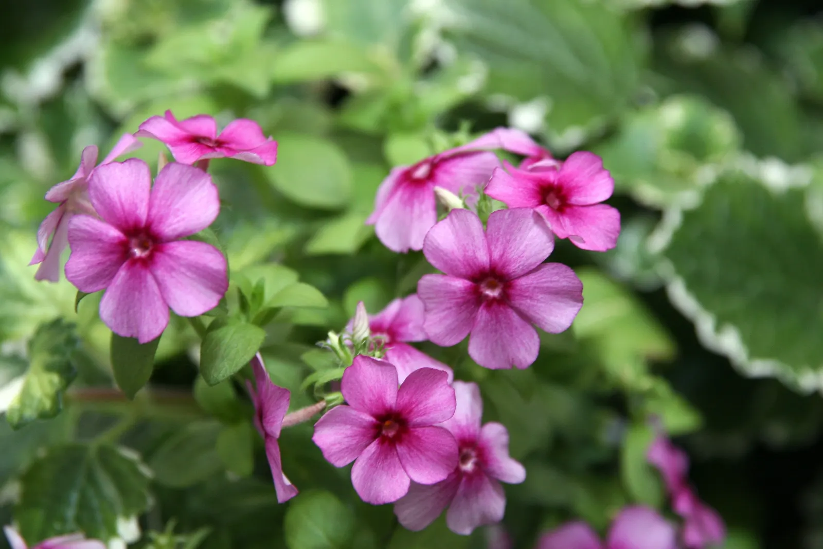 Astoria Phlox (Phlox Astoria 'White') — Astoria Phlox 'White' is a vibrant perennial with a bushy growth habit