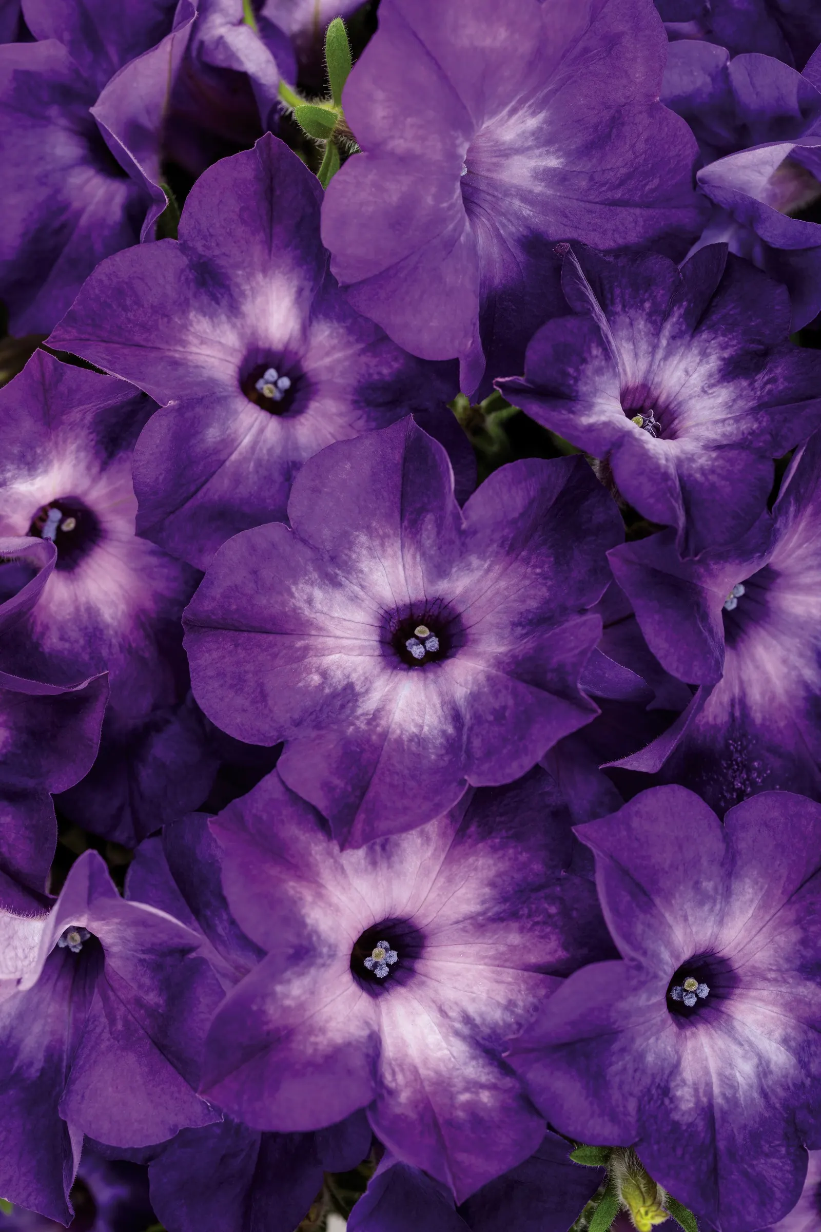 Blue Tiara™ petunia — where frost is not a limiting factor