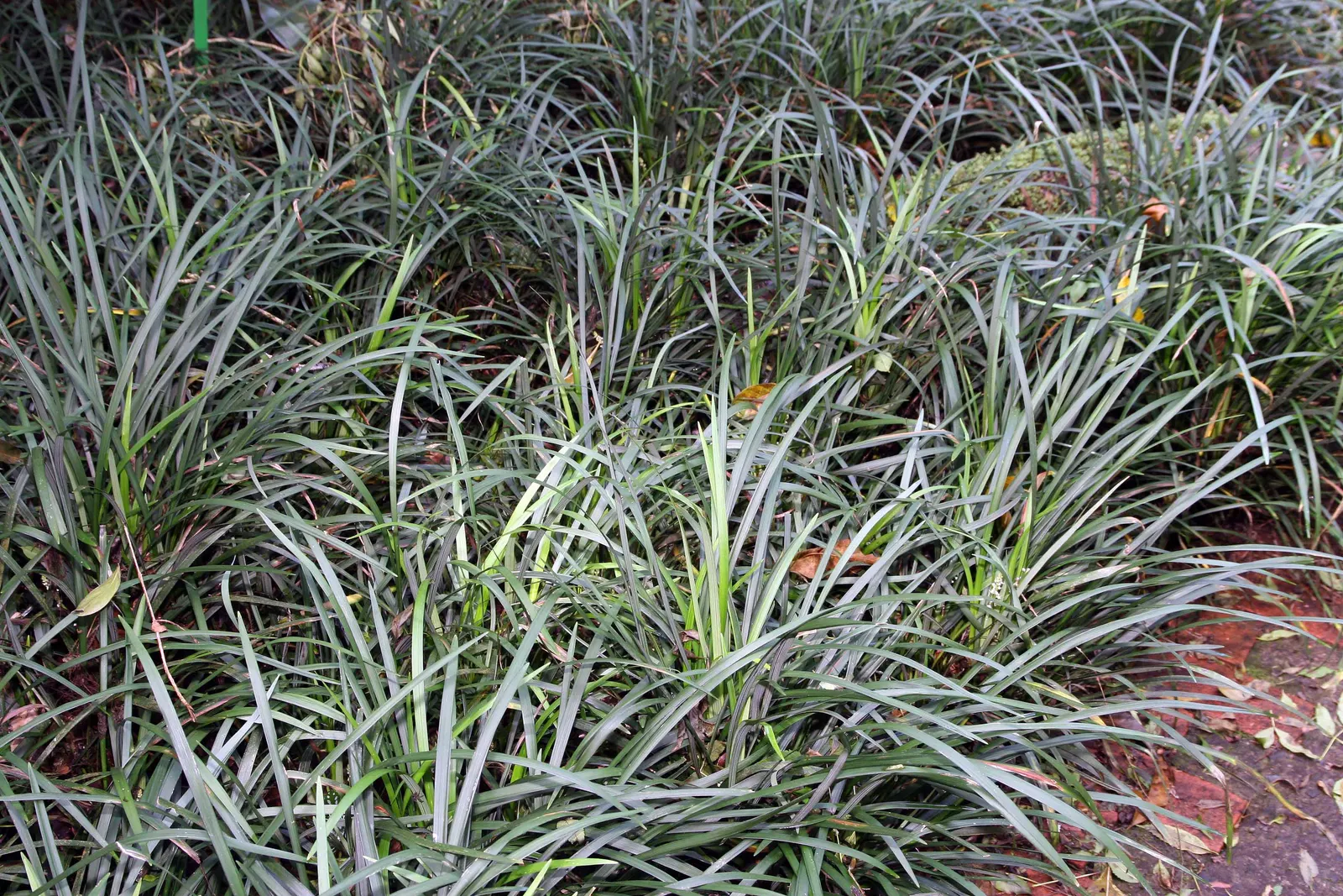 Blue Lily Turf (Liriope Muscari) — shrub with blue blooms; violet-purple flowers which stand above the foliage at around 6 to 8 inches tall, image 68