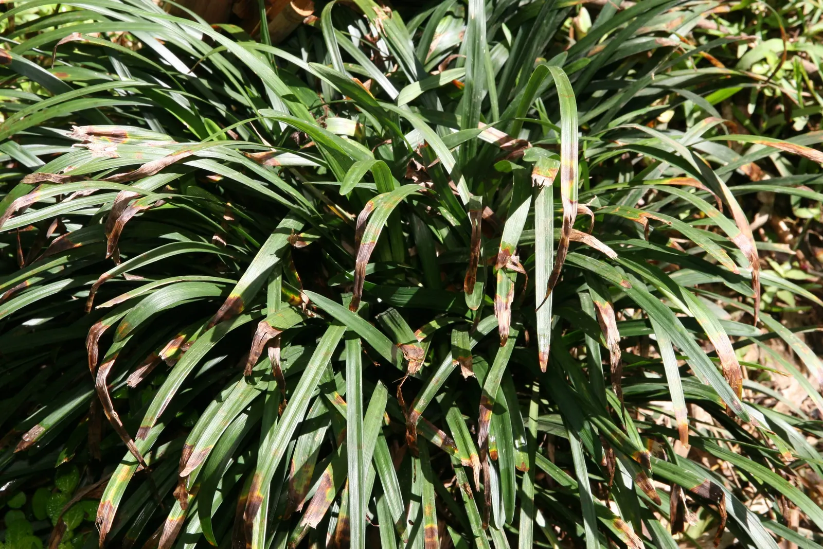 Blue Lily Turf (Liriope Muscari) — It features lush, grass-like foliage, reaching 12-18 inches in height; dark green blades that measure about 1/4, image 71