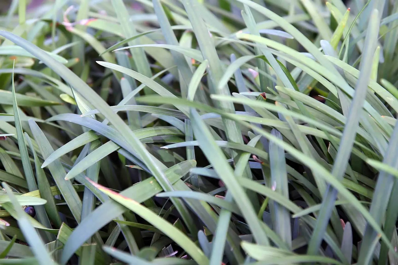 Blue Lily Turf (Liriope Muscari) — Its foliage presents in lush; blue flowers in the garden, image 79