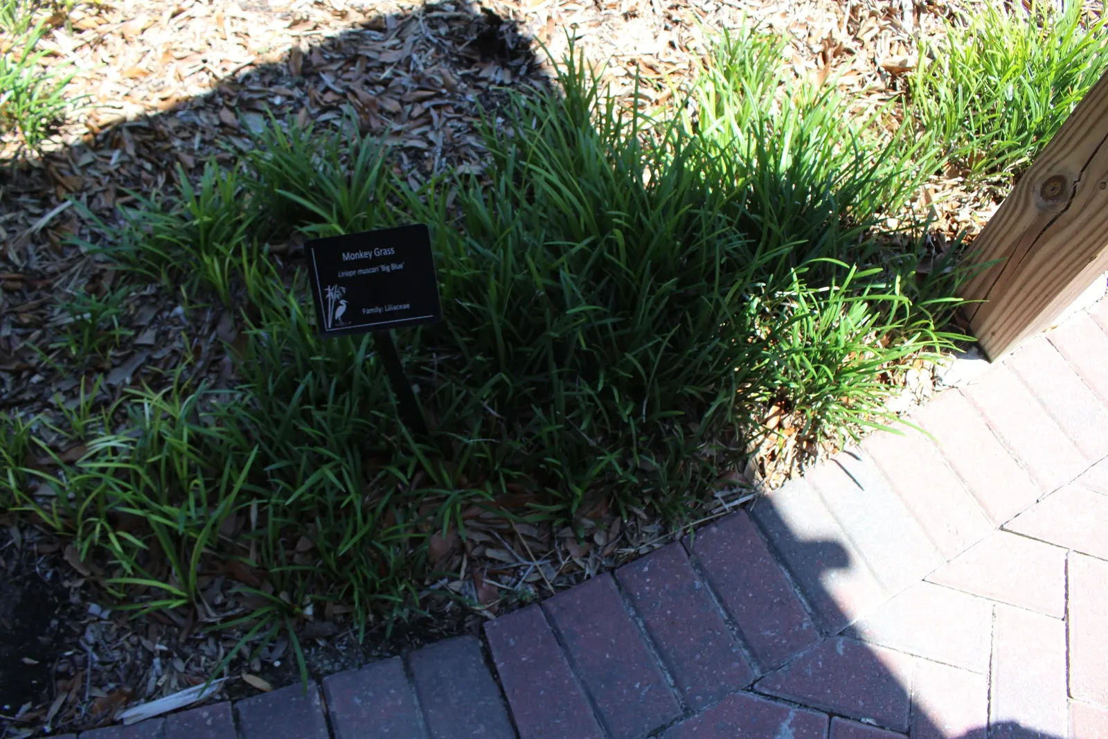 Blue Lily Turf (Liriope Muscari) — extending its interest into the winter months.<br><br>Hardy to USDA zones 5 to 10; liriope muscari thrives in a, image 85
