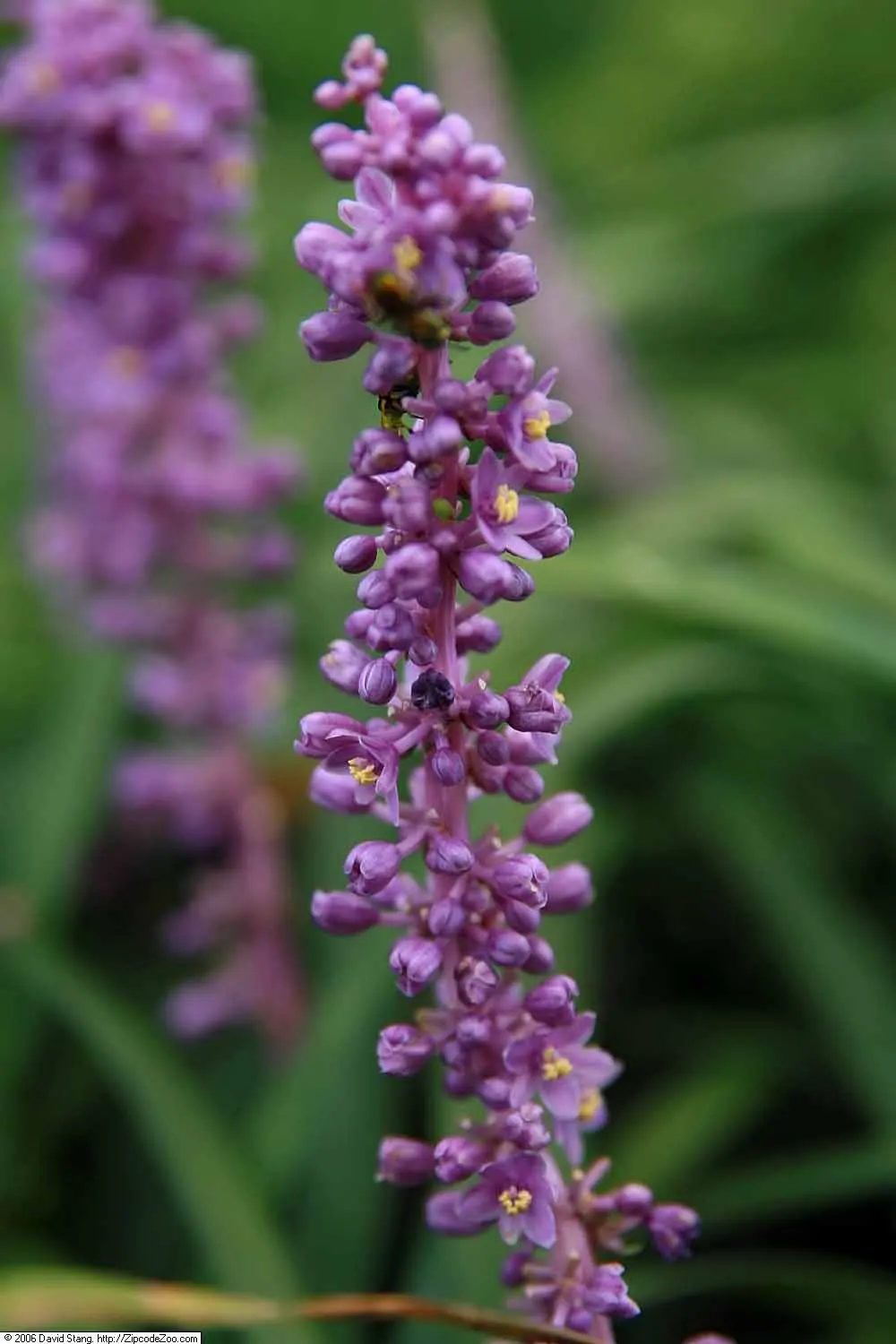 Blue Lily Turf (Liriope Muscari) — This evergreen is hardy in USDA zones 5 through 10 and excels in partial to full shade