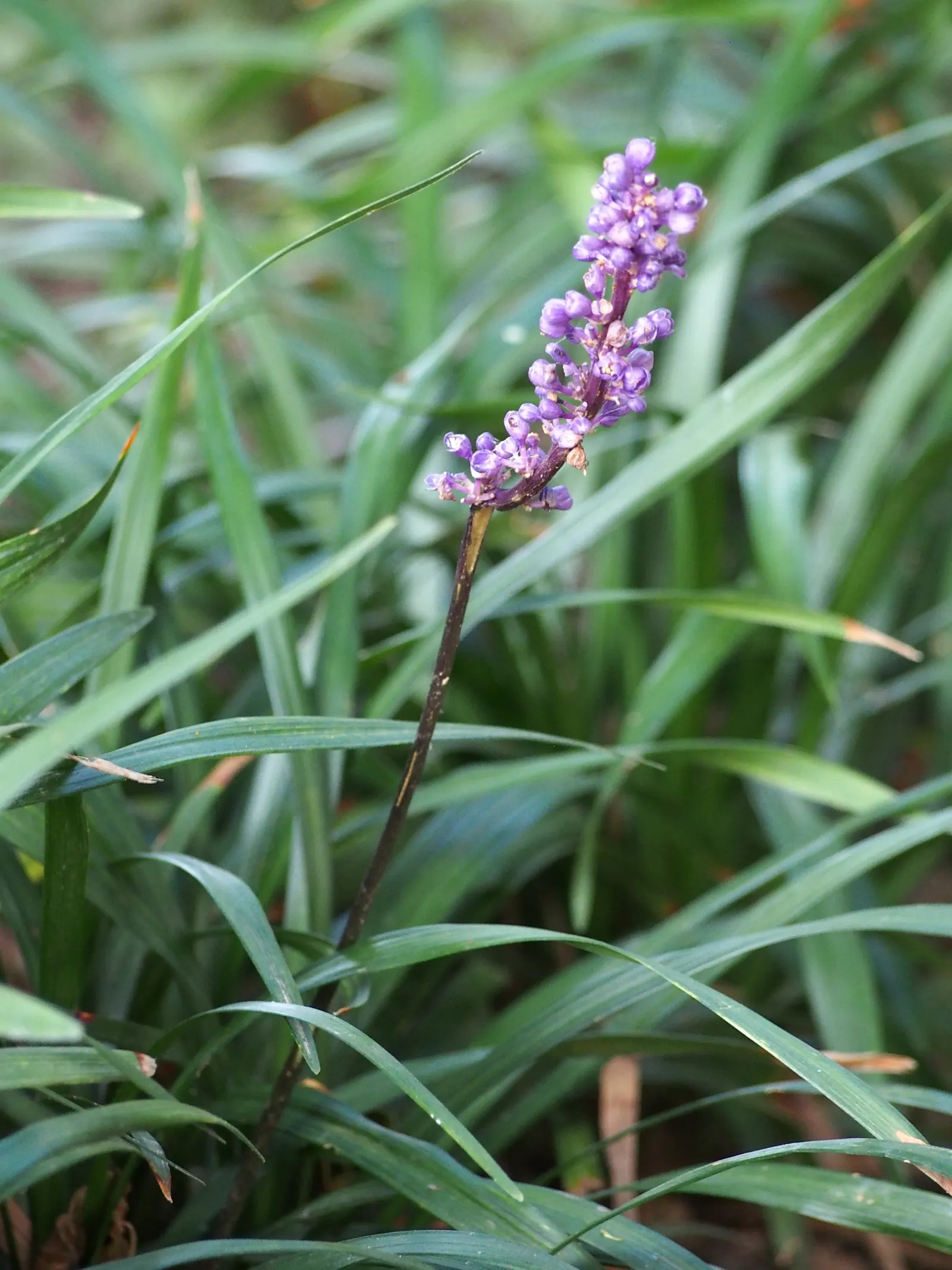 Blue Lily Turf (Liriope Muscari) — It tolerates both full sun and partial shade, though in hotter regions, shade in the afternoon is recommended