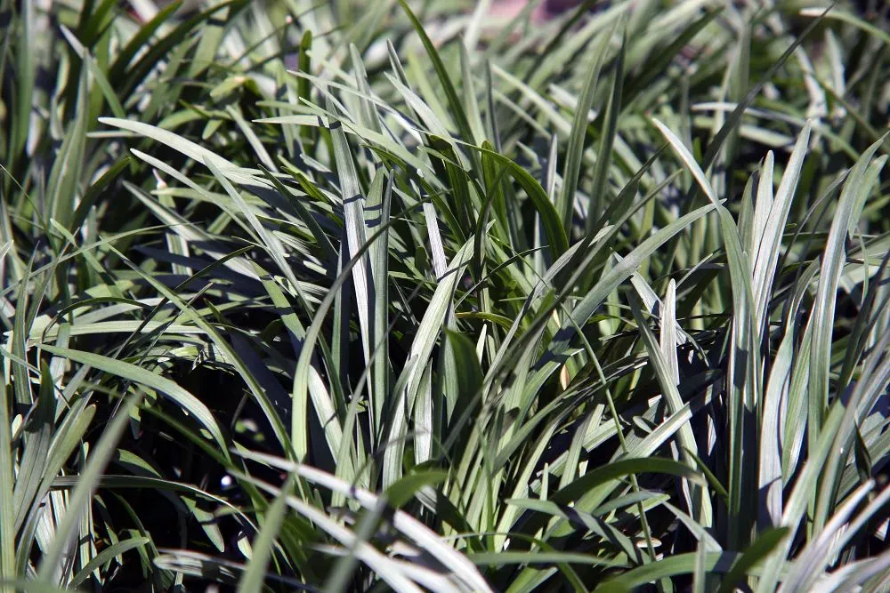 Blue Lily Turf (Liriope Muscari) — the plant yields nearly black berries; its foliage presents in lush, image 84