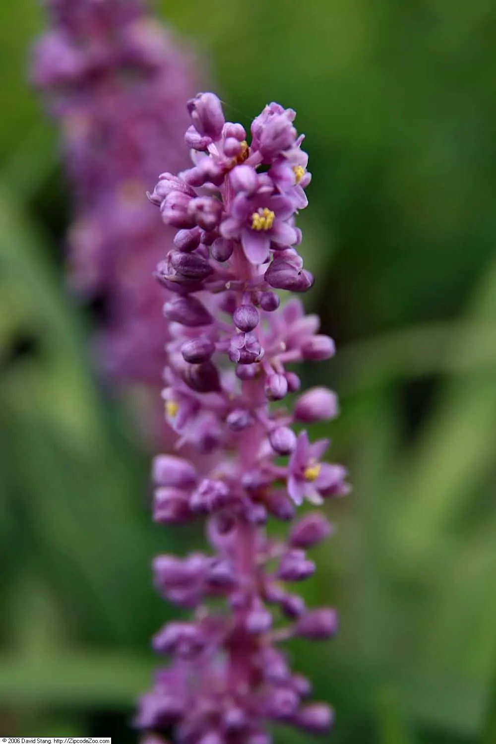 Blue Lily Turf (Liriope Muscari) — scientifically known as Liriope muscari