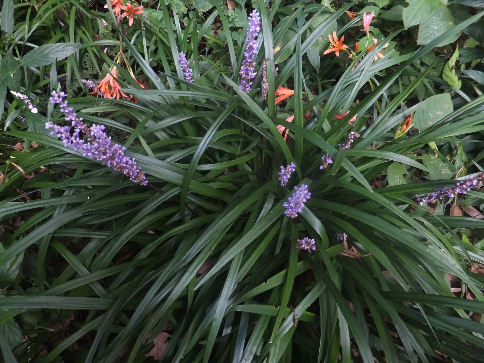 Blue Lily Turf (Liriope Muscari) — shrub with blue blooms