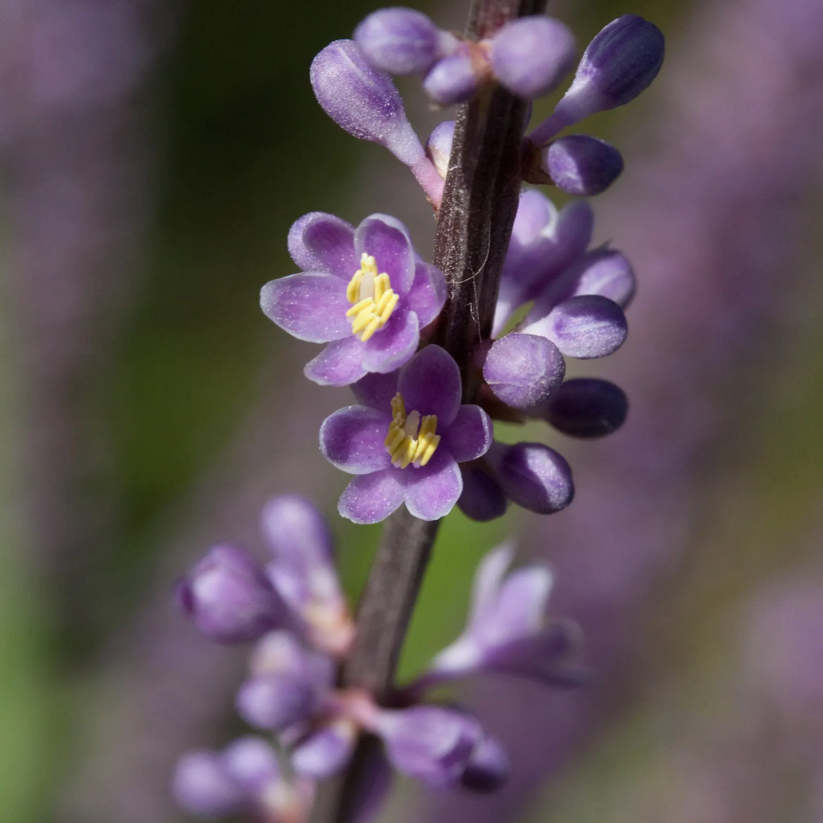 Blue Lily Turf (Liriope Muscari) — This sturdy plant typically reaches a height of 12 to 18 inches and spreads out to a similar width