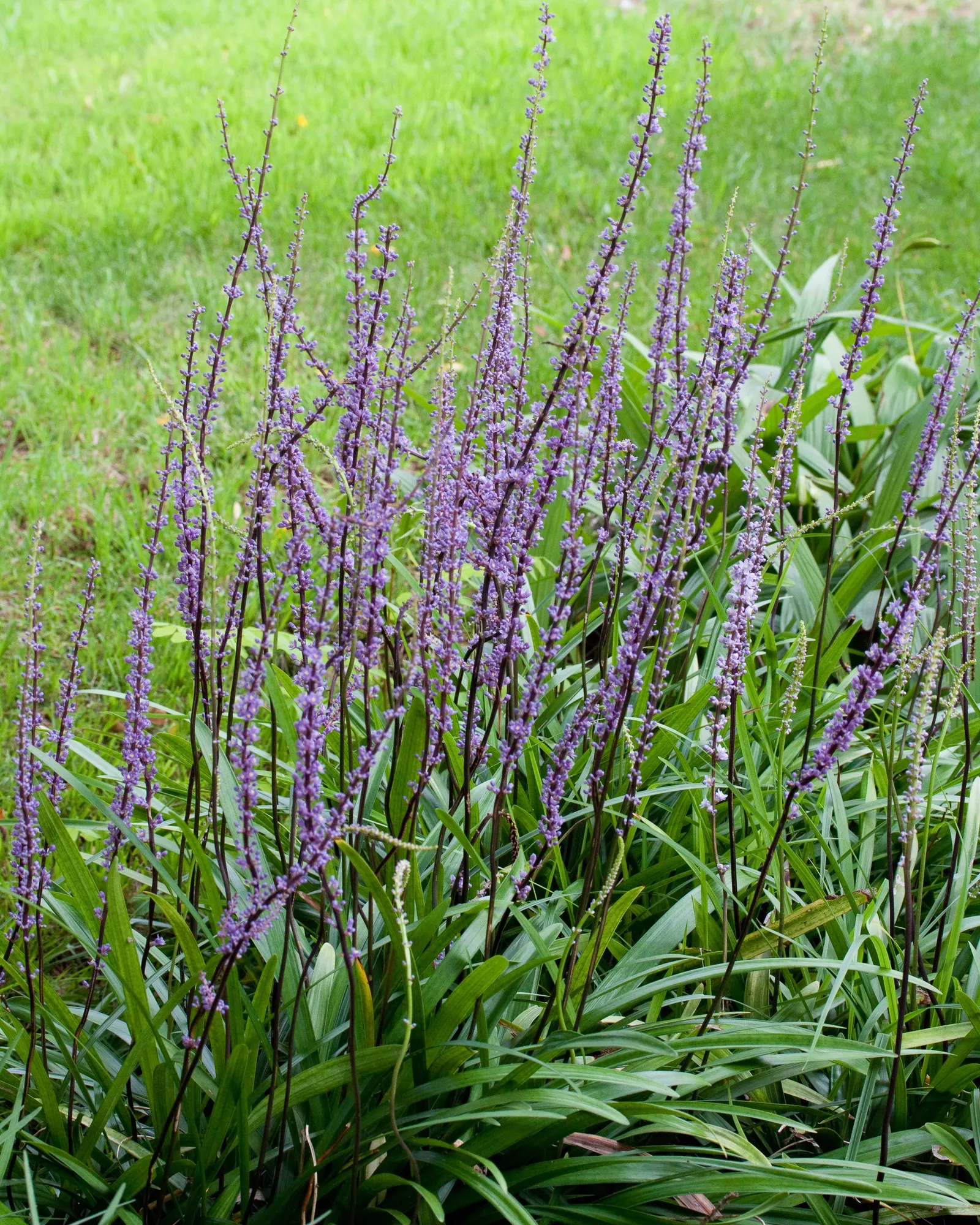 Blue Lily Turf (Liriope Muscari) — injecting a subtle splash of color into the landscape and attracting beneficial pollinators; in late summer, it, image 83