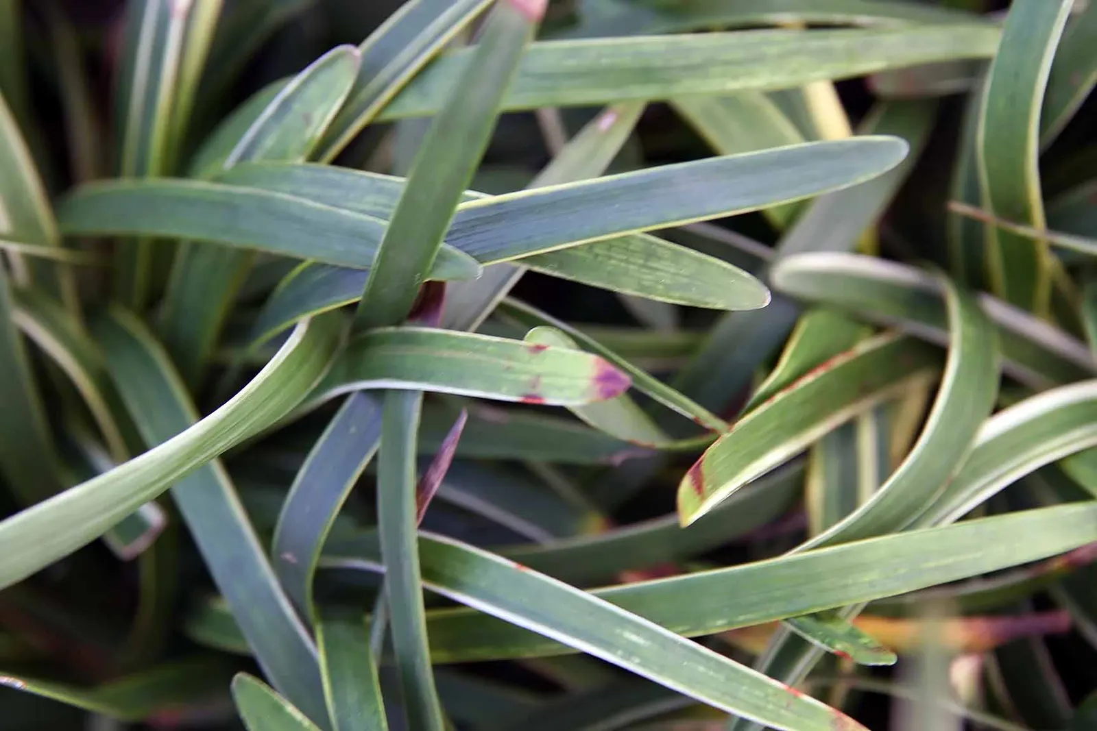 Blue Lily Turf (Liriope Muscari) — grass-like perennial that offers both aesthetic appeal and practicality in a landscape design