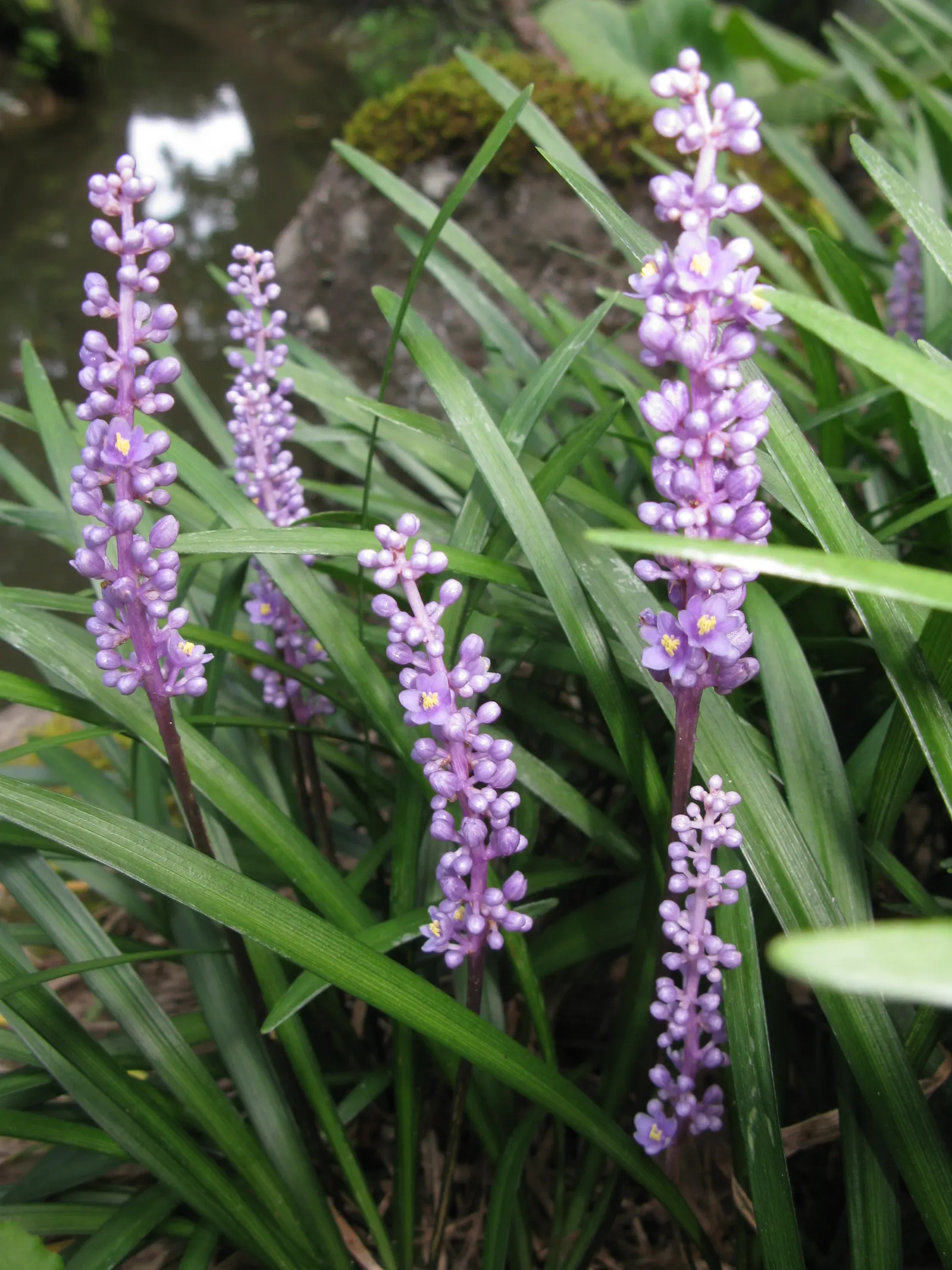 Blue Lily Turf (Liriope Muscari) — Blue Lily Turf, or Liriope muscari, is a versatile, clump-forming perennial