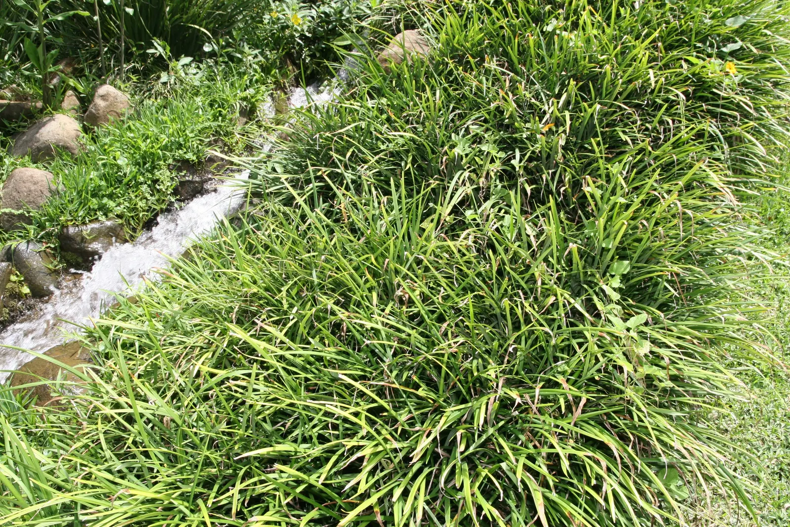 Blue Lily Turf (Liriope Muscari) — Ideal for borders and groundcover, it tolerates drought and competes well with tree roots once established, image 74