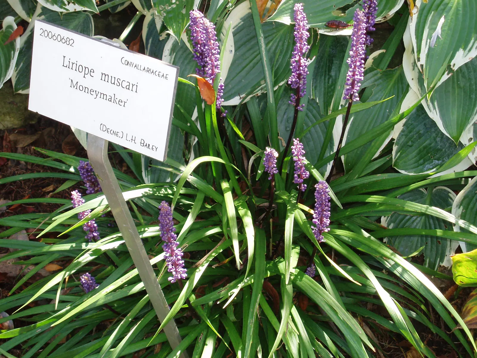 Blue Lily Turf (Liriope Muscari) — It tolerates both full sun and partial shade, though in hotter regions, shade in the afternoon is recommended, image 87