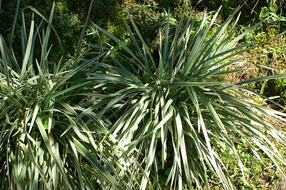 Blue Lily Turf (Liriope Muscari) — shrub for half or shade; with an occasional trim in late winter to remove old growth before spring, image 69