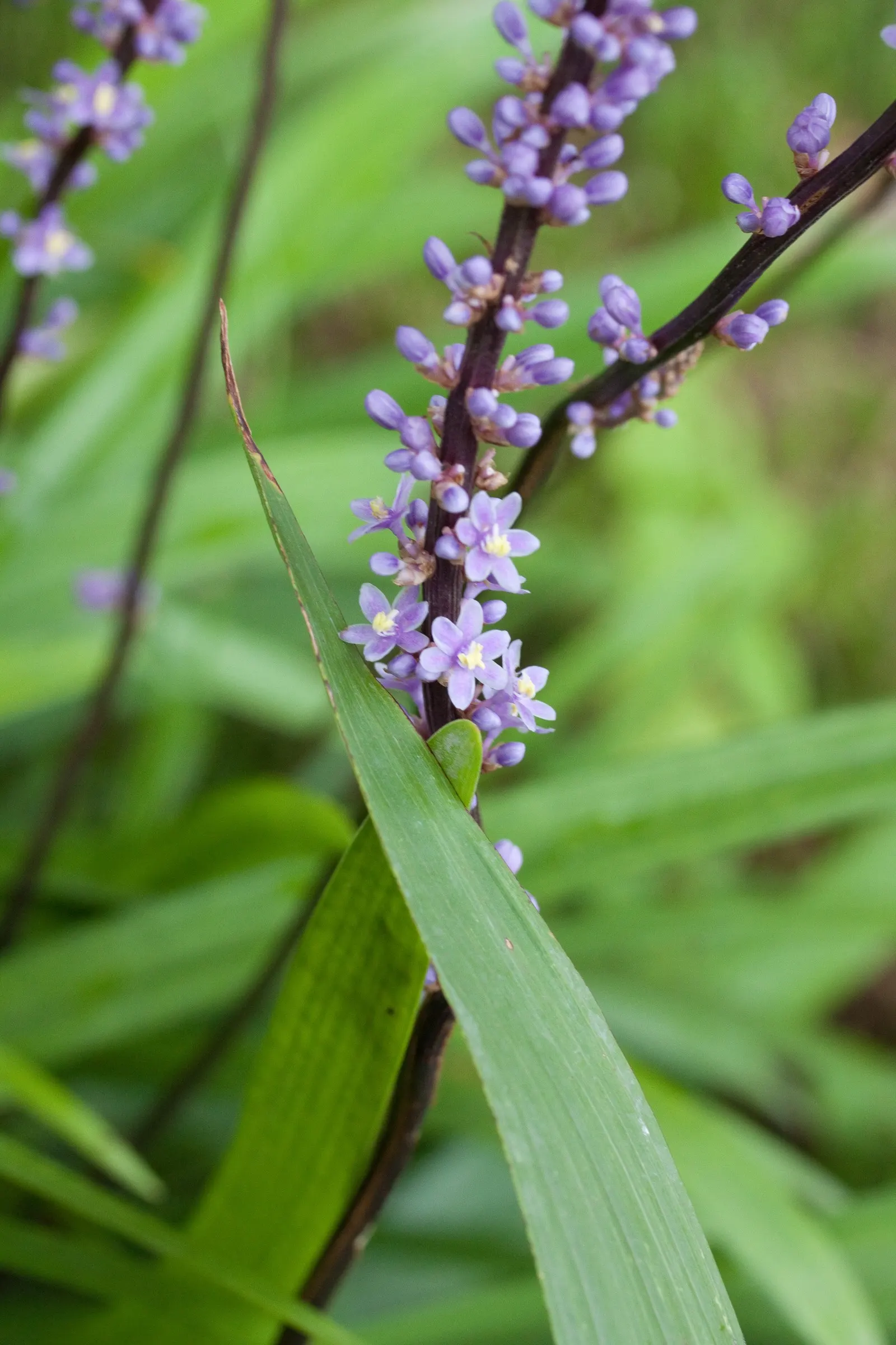 Blue Lily Turf (Liriope Muscari) — In late summer, it blooms with attractive, violet-purple spikes; it tolerates both full sun and partial shade, image 49