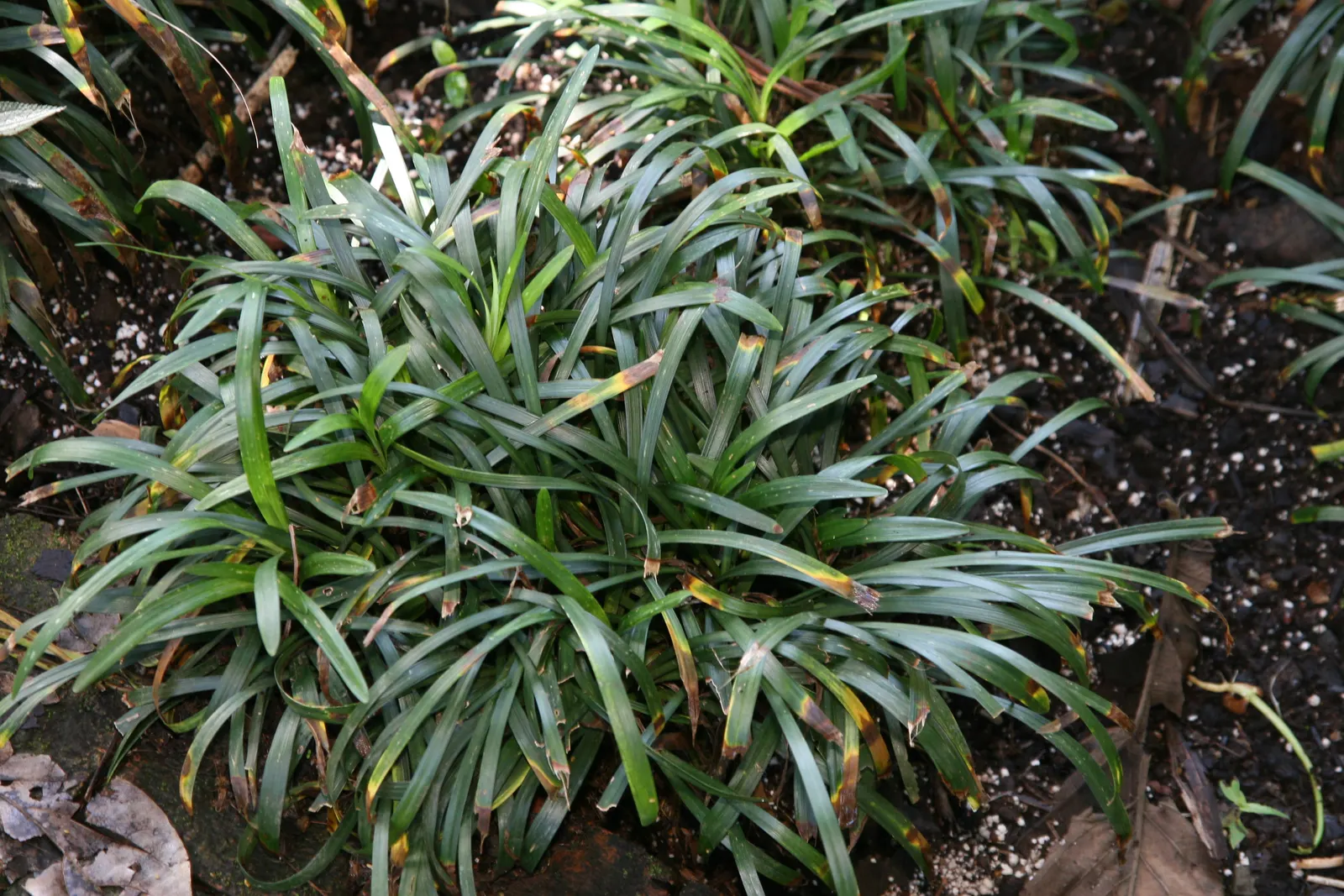 Blue Lily Turf (Liriope Muscari) — dark green blades that measure about 1/4 to 1/2 inch in width; ideal for borders and groundcover, it tolerates, image 80