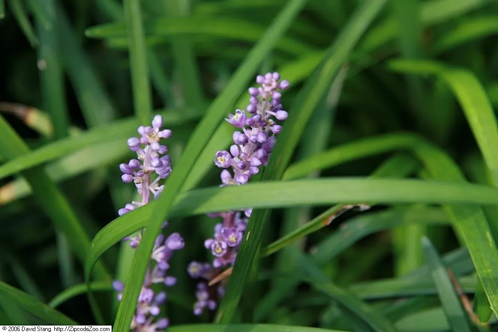 Blue Lily Turf (Liriope Muscari) — grass-like perennial that offers both aesthetic appeal and practicality in a landscape design; shrub for half or, image 76