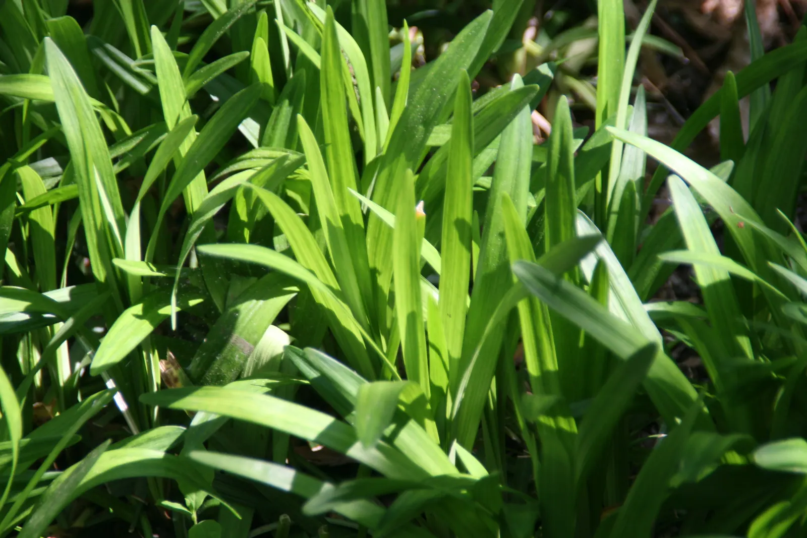 Blue Lily Turf (Liriope Muscari) — the plant yields nearly black berries