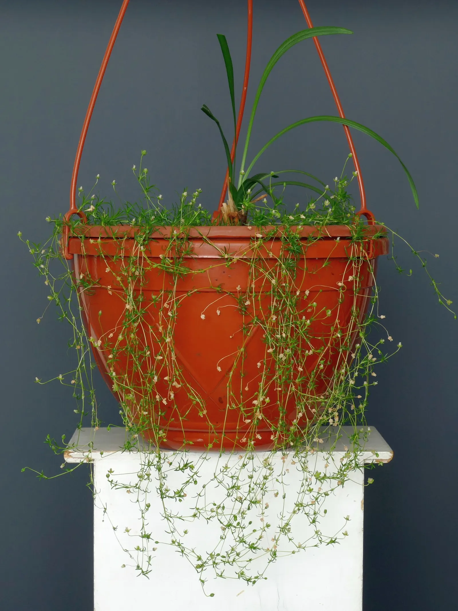Blue Lily Turf (Liriope Muscari) — Blue Lily Turf requires minimal care once established; the plant yields nearly black berries, image 88