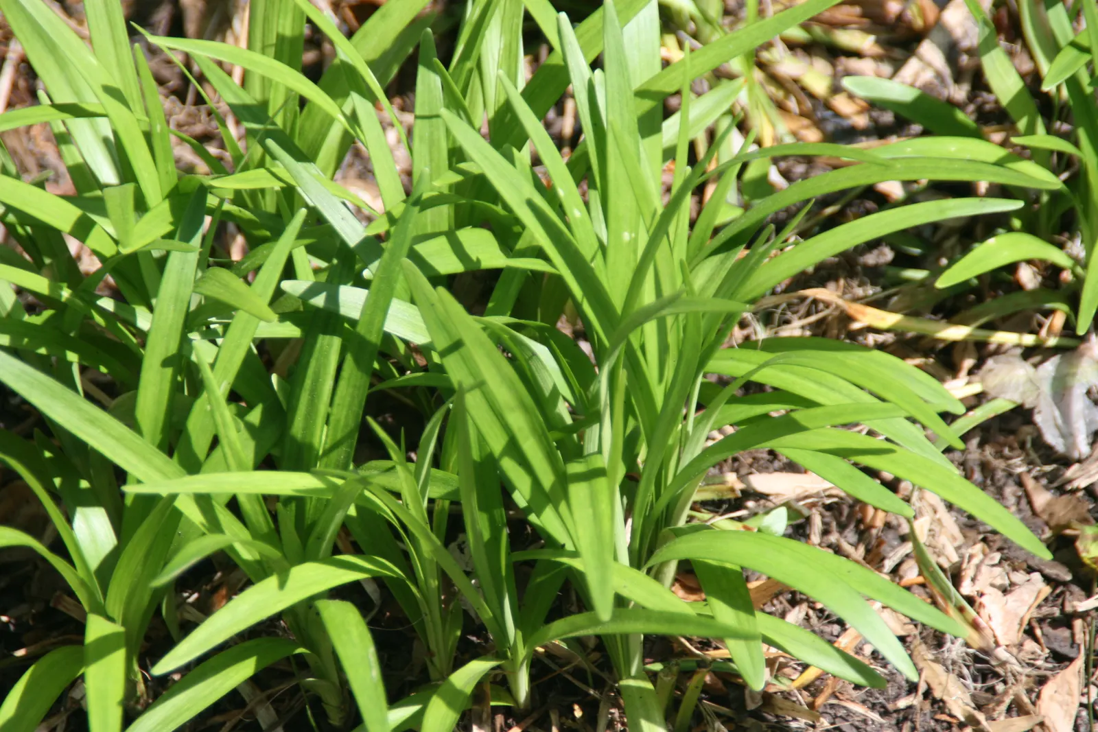 Blue Lily Turf (Liriope Muscari) — extending its interest into the winter months.<br><br>Hardy to USDA zones 5 to 10