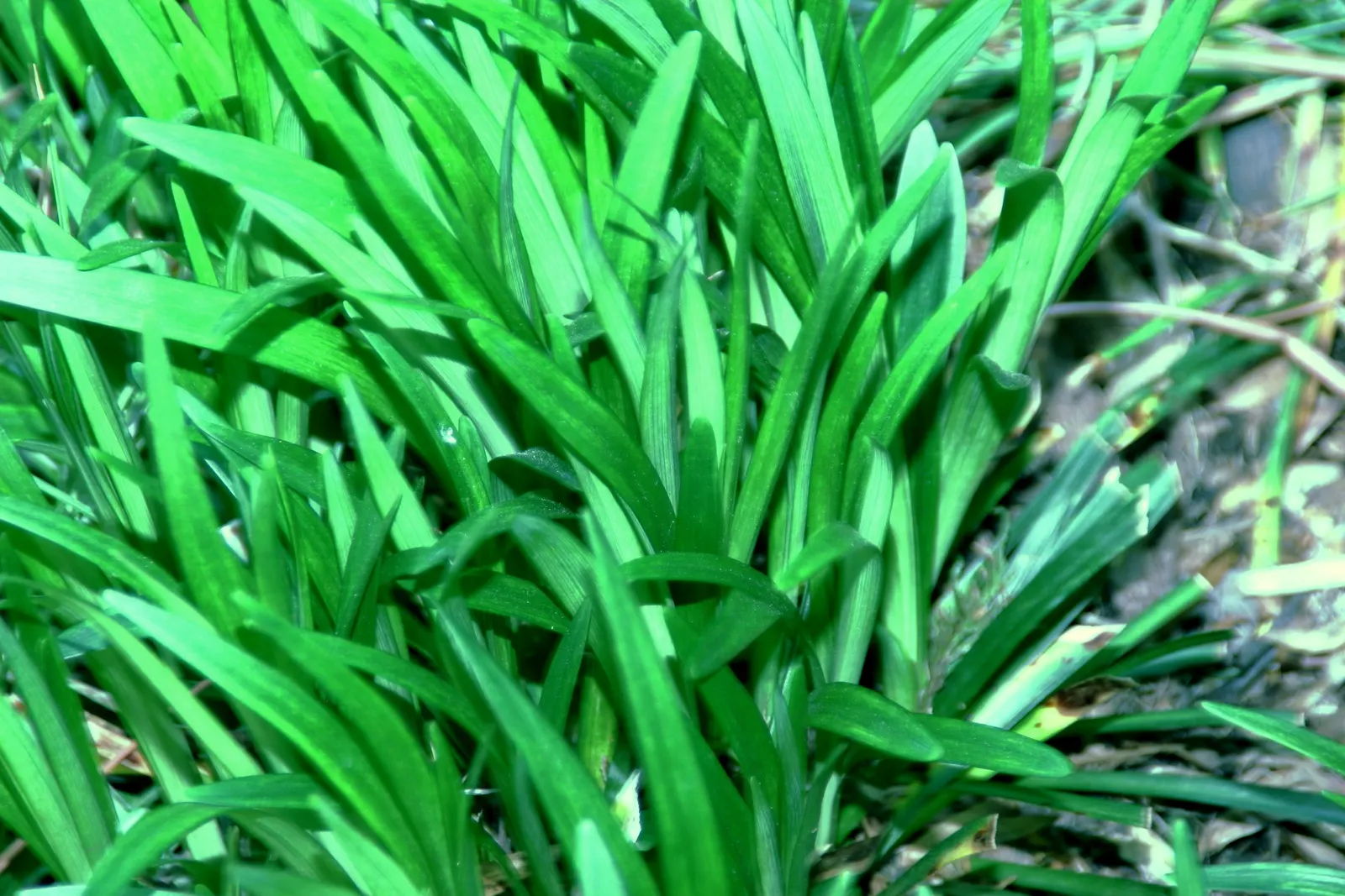 Blue Lily Turf (Liriope Muscari) — adding a fine-textured element to garden compositions.<br><br>As the summer gives way to fall