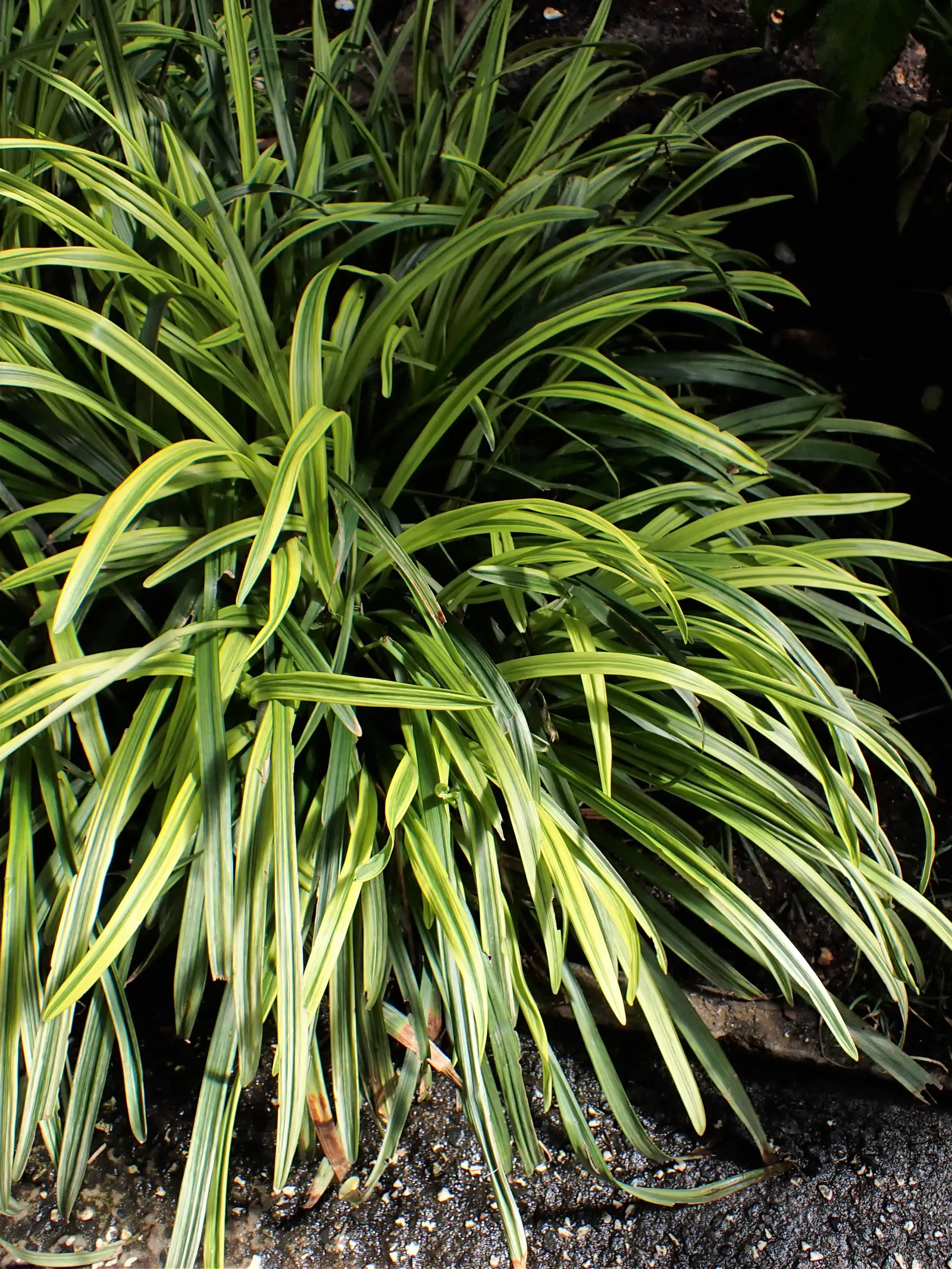 Blue Lily Turf (Liriope Muscari) — dark green blades that measure about 1/4 to 1/2 inch in width