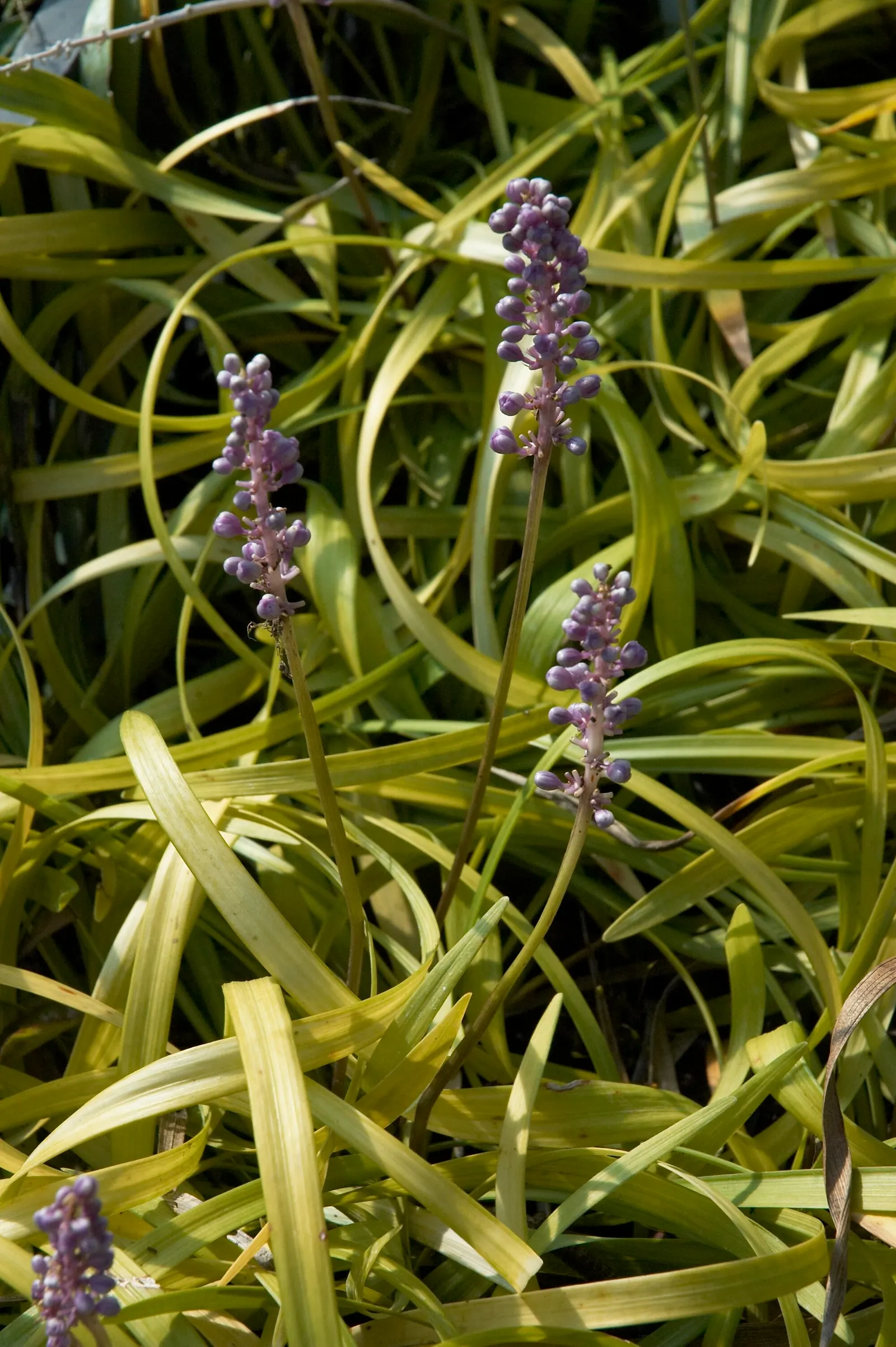 Blue Lily Turf (Liriope Muscari) — making it perfect for creating dense; injecting a subtle splash of color into the landscape and attracting, image 78